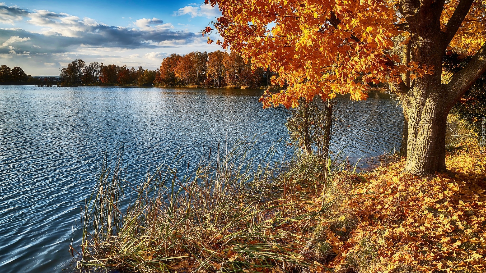 Jesień, Jezioro, Drzewa, Żółte, Liście, Trawa