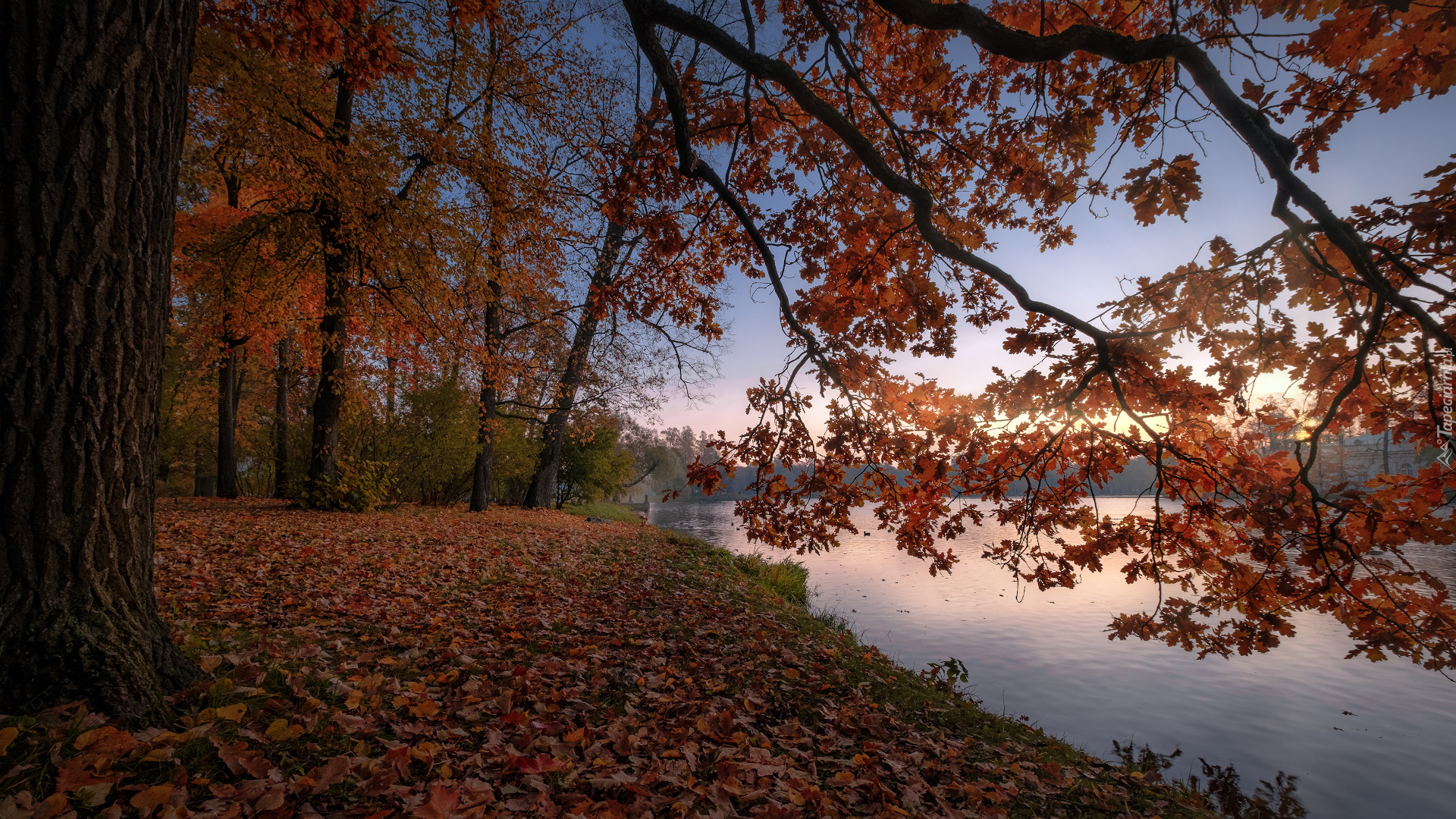 Jesień, Rzeka, Drzewa, Dąb