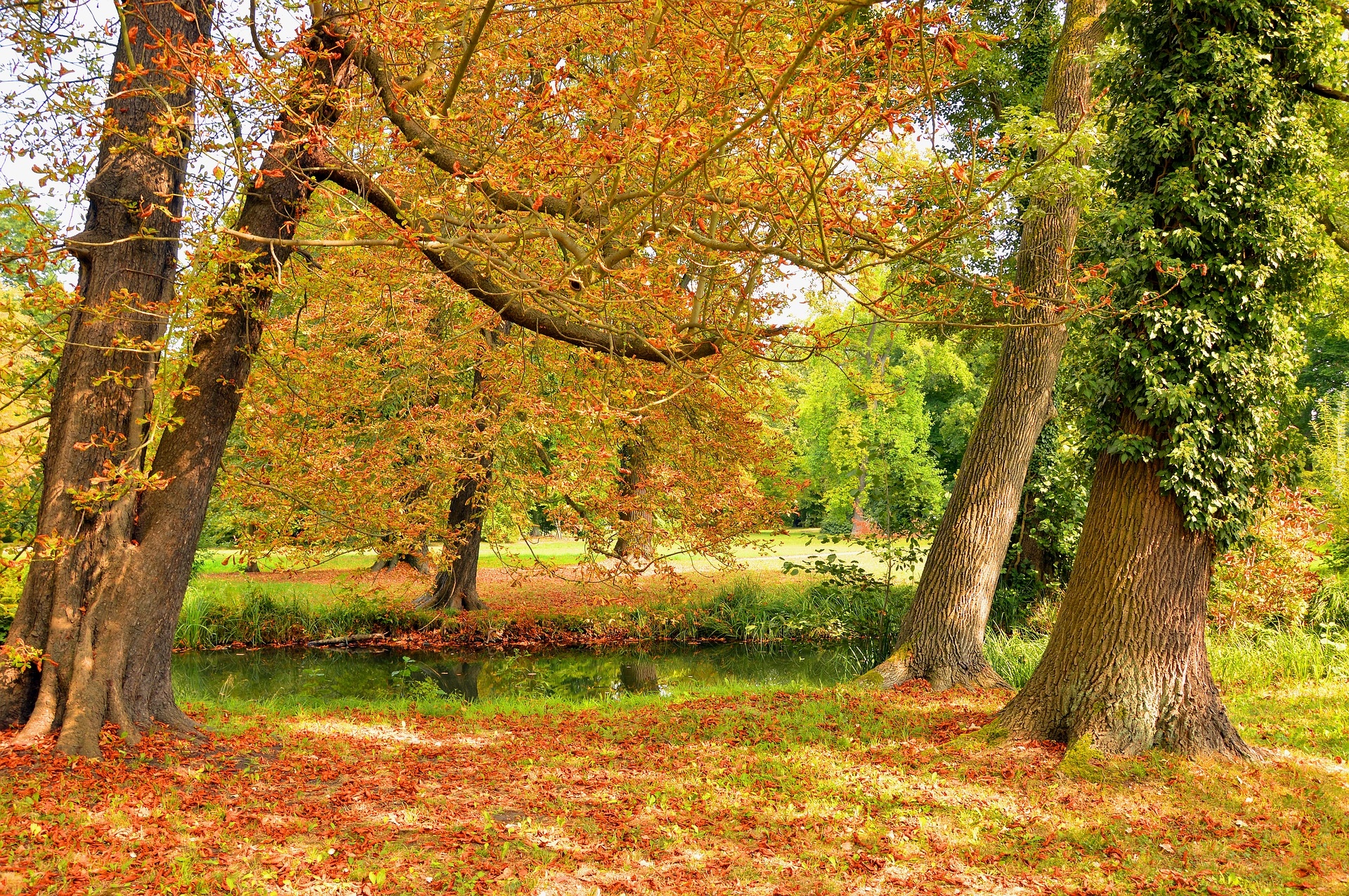 Jesień, Drzewa, Opadłe, Liście, Rzeczka, Park