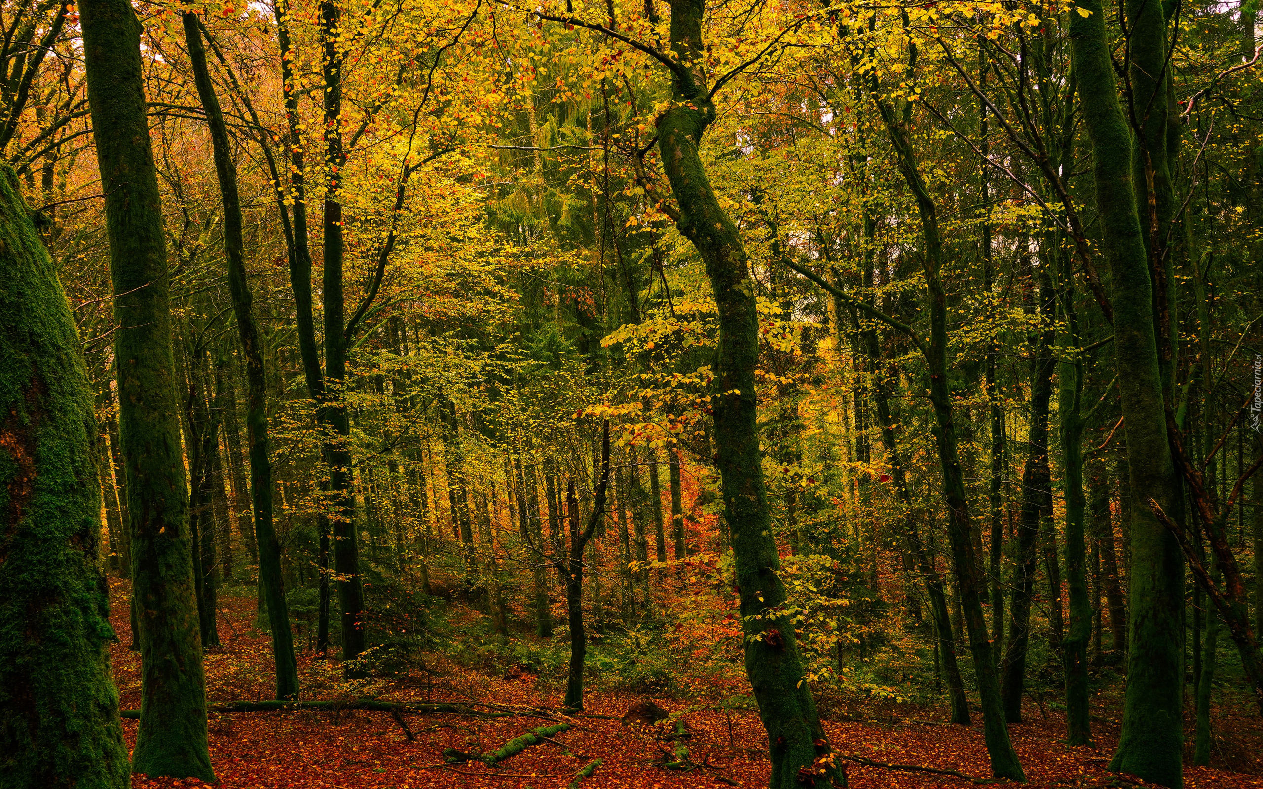 Jesień, Las, Pożółkłe, Drzewa