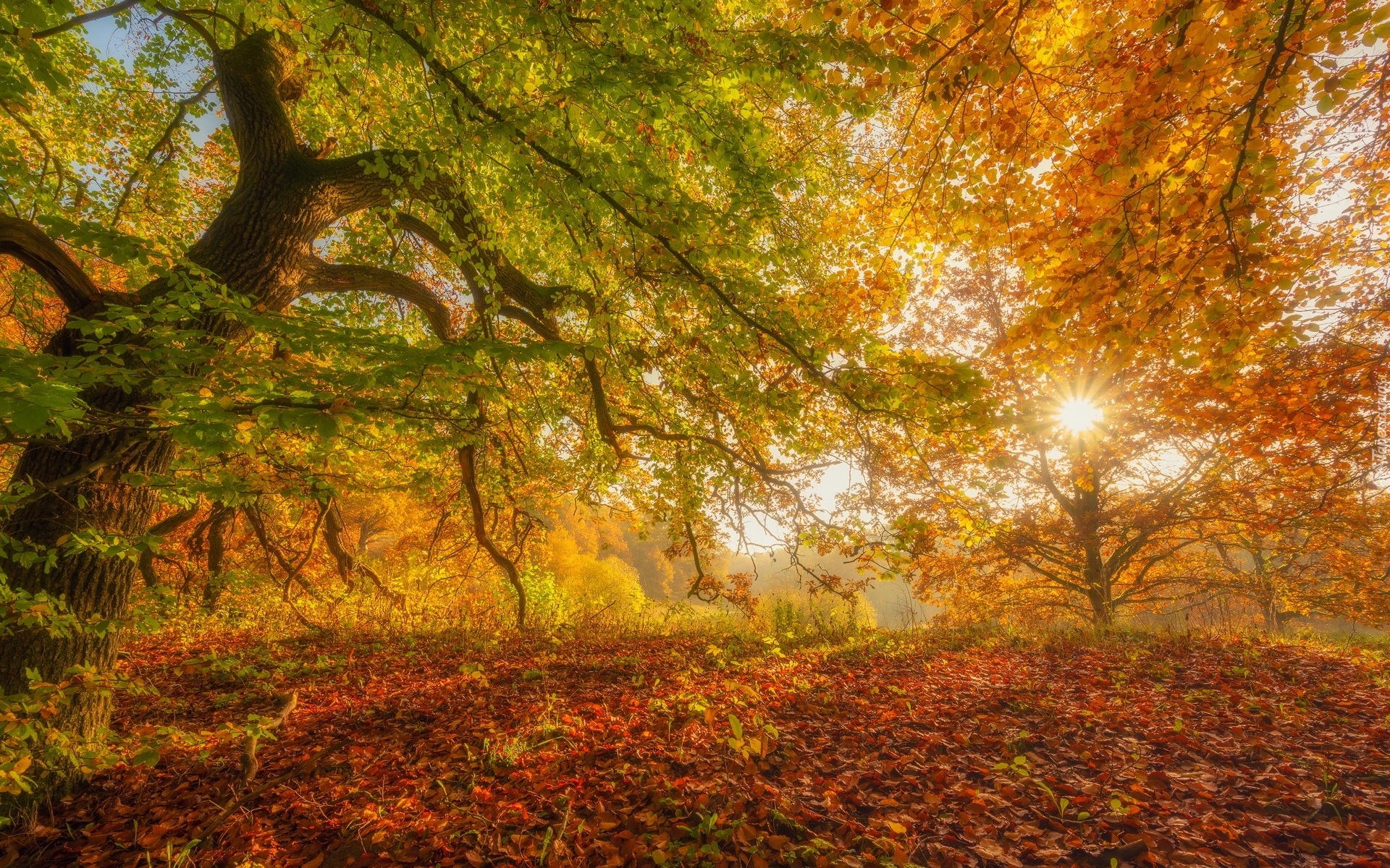 Drzewa, Krzewy, Jesień, Liście, Promienie słońca