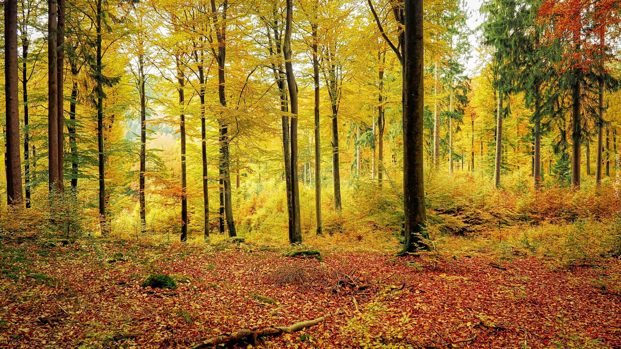 Las, Pożółkłe, Drzewa, Jesień