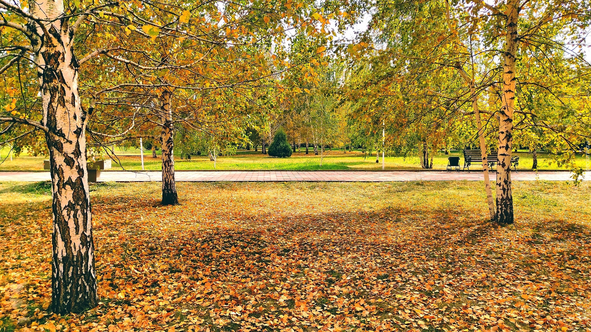 Jesień, Park, Drzewa, Opadłe liści