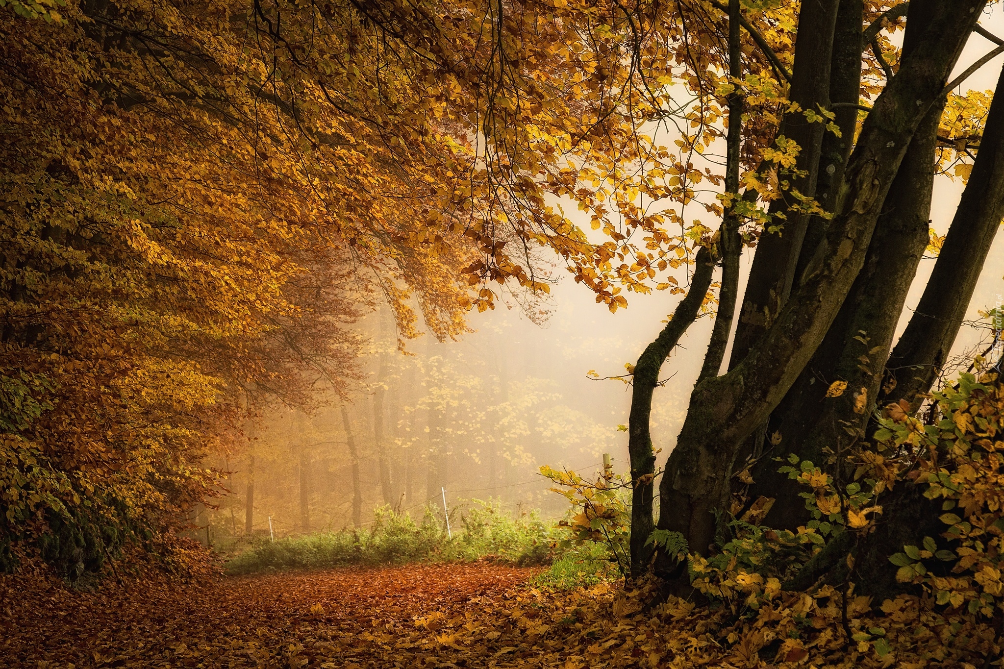 Jesień, Drzewa, Las, Mgła, Opadłe, Liście