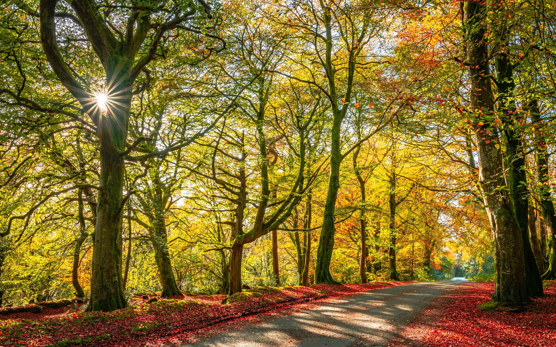 Droga, Drzewa, Jesień, Liście, Promienie słońca