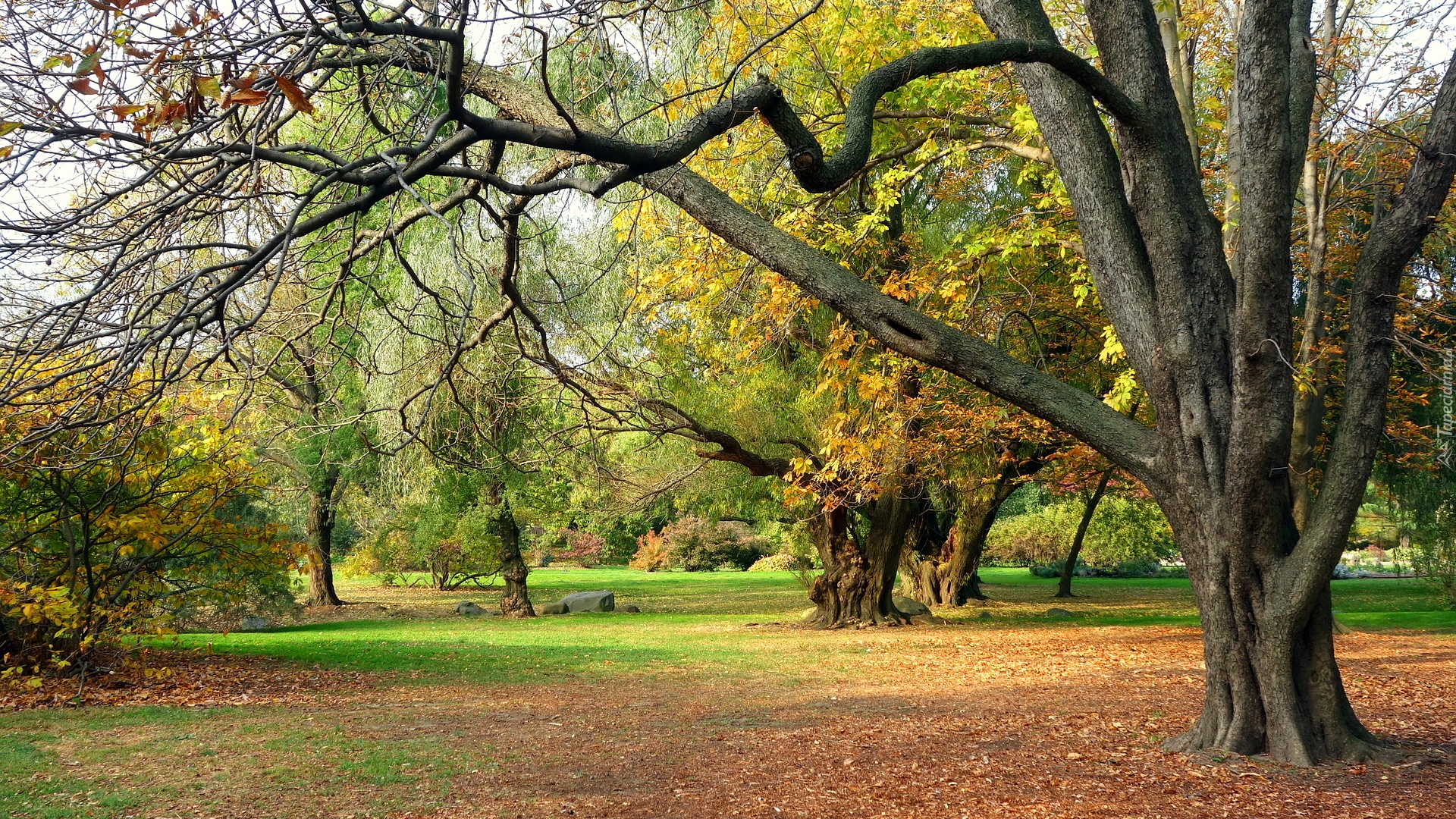 Jesień, Drzewa, Opadłe, Liście, Park