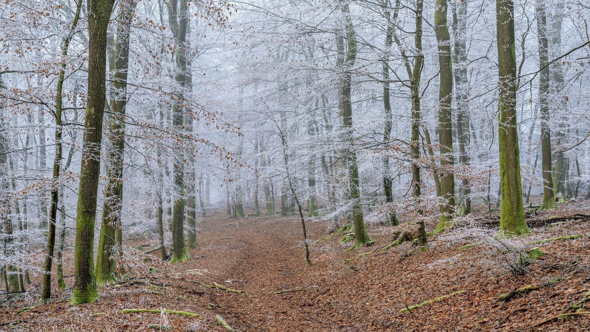 Droga, Drzewa, Śnieg, Las