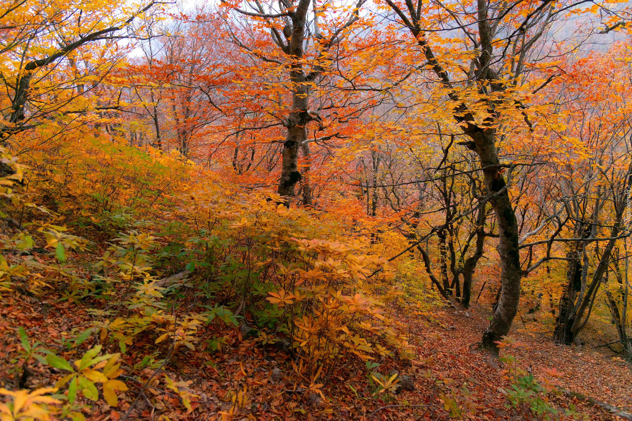 Jesień, Las, Pożółkłe, Drzewa, Krzewy, Opadłe, Liście