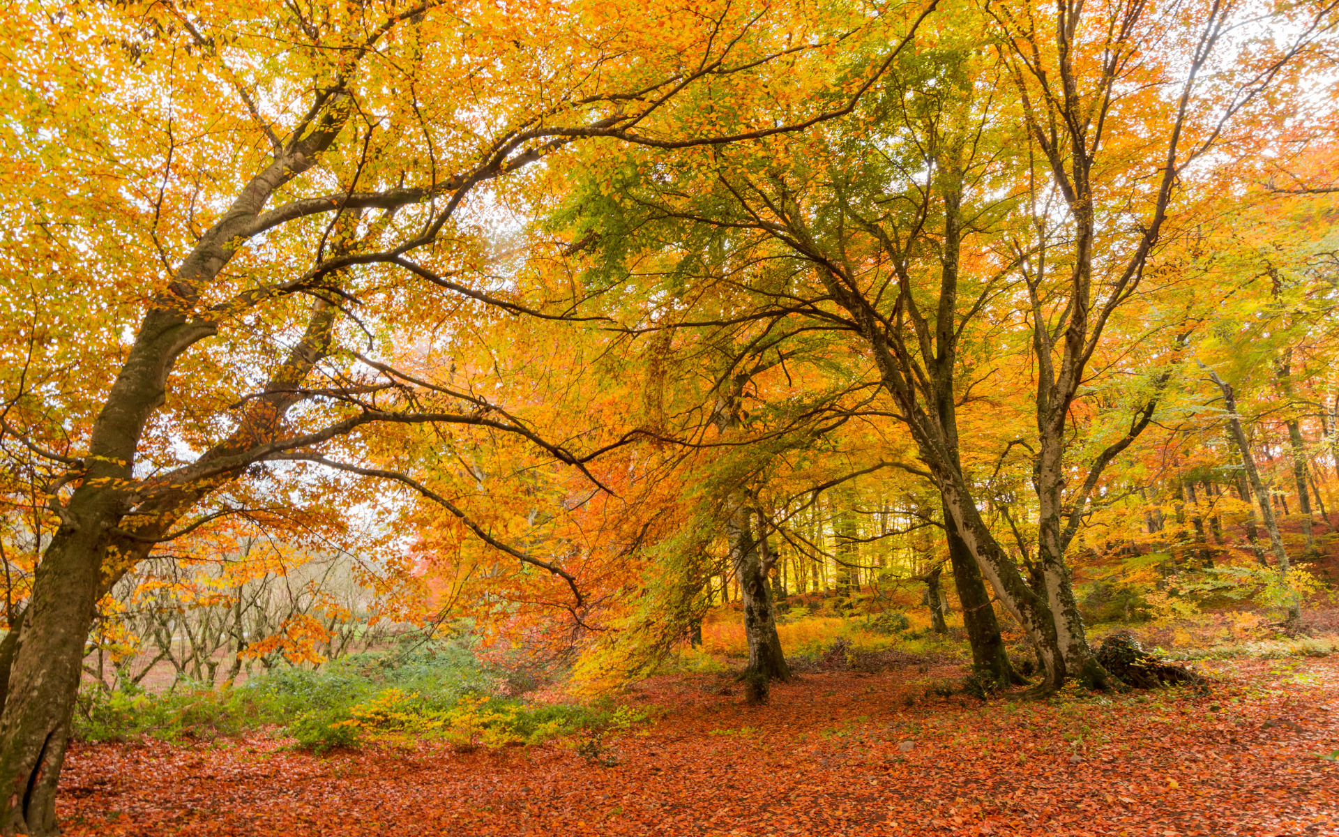Jesień, Drzewa, Las, Żółte, Liście, Roślinność