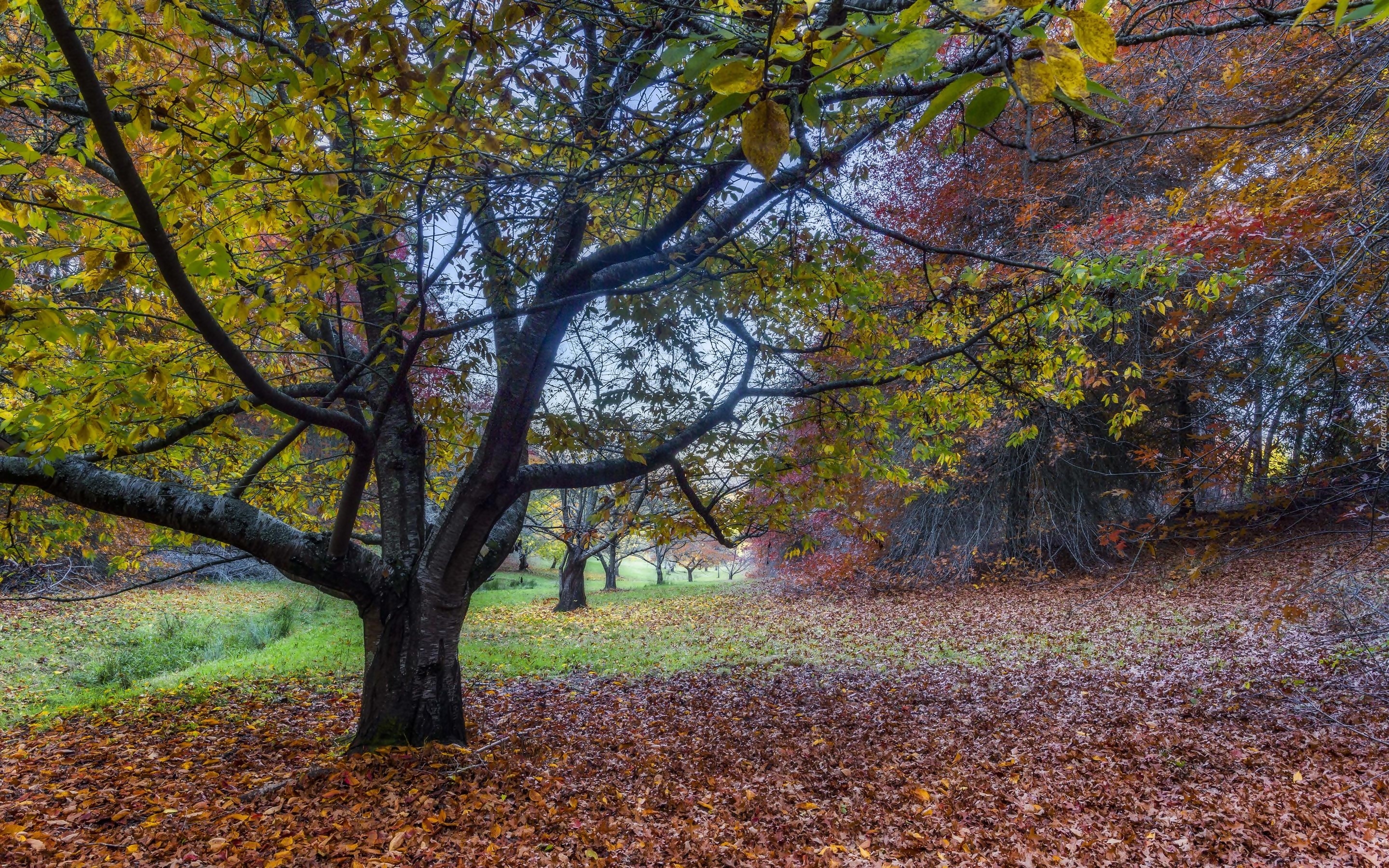 Park, Drzewa, Opadłe, Liście, Jesień