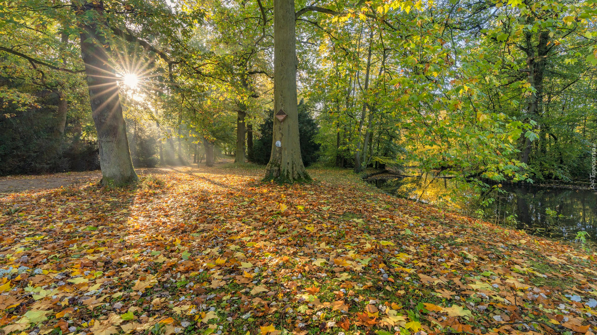 Park, Rzeka, Promienie słońca, Drzewa, Kolorowe, Liście