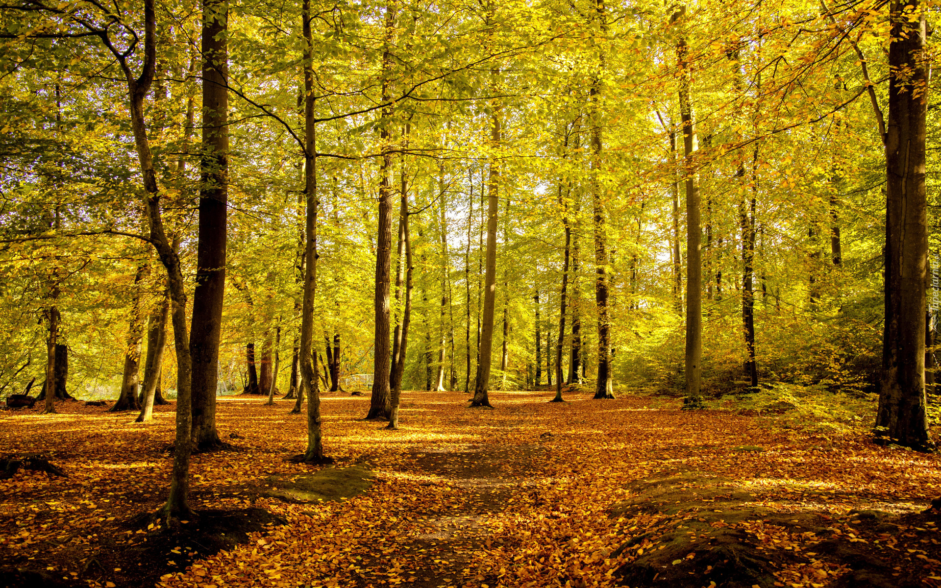 Park, Drzewa, Opadłe, Liście