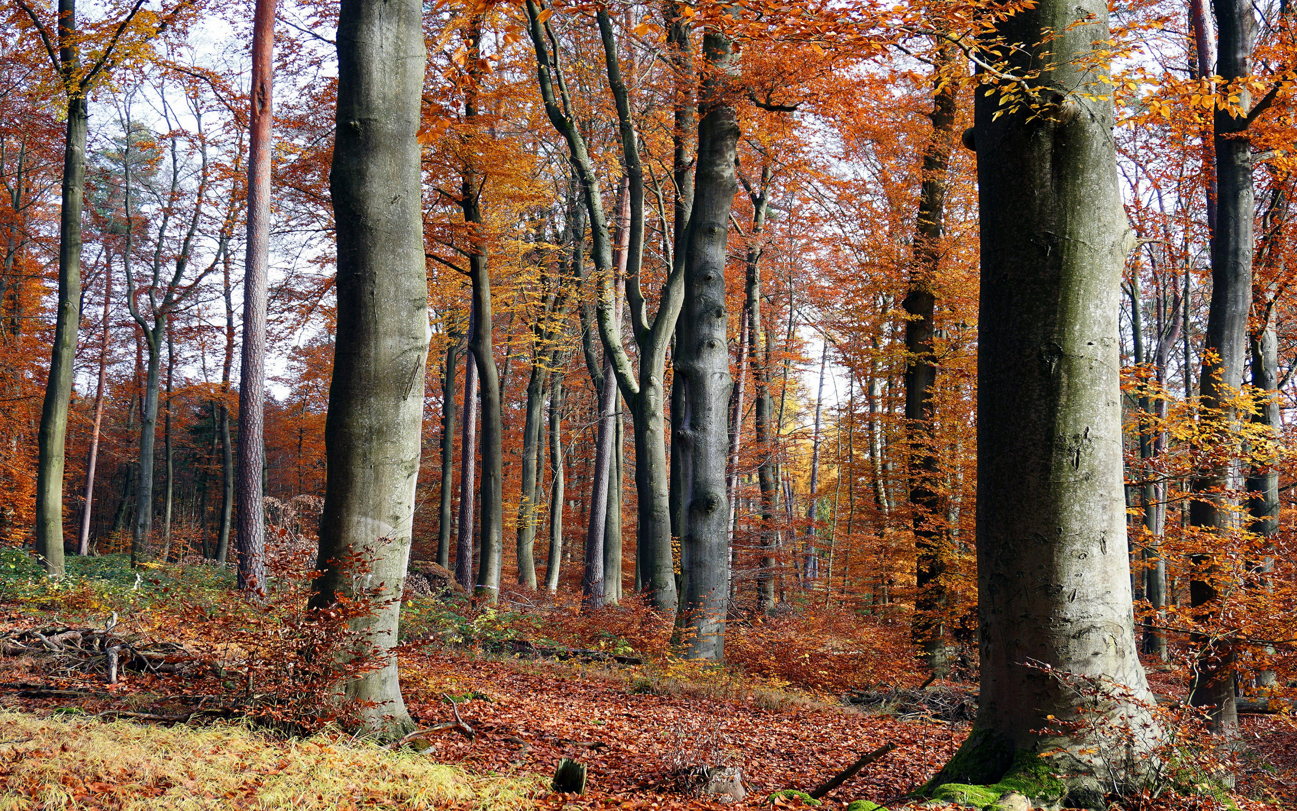 Jesień, Las, Drzewa, Gałęzie, Opadłe, Liście