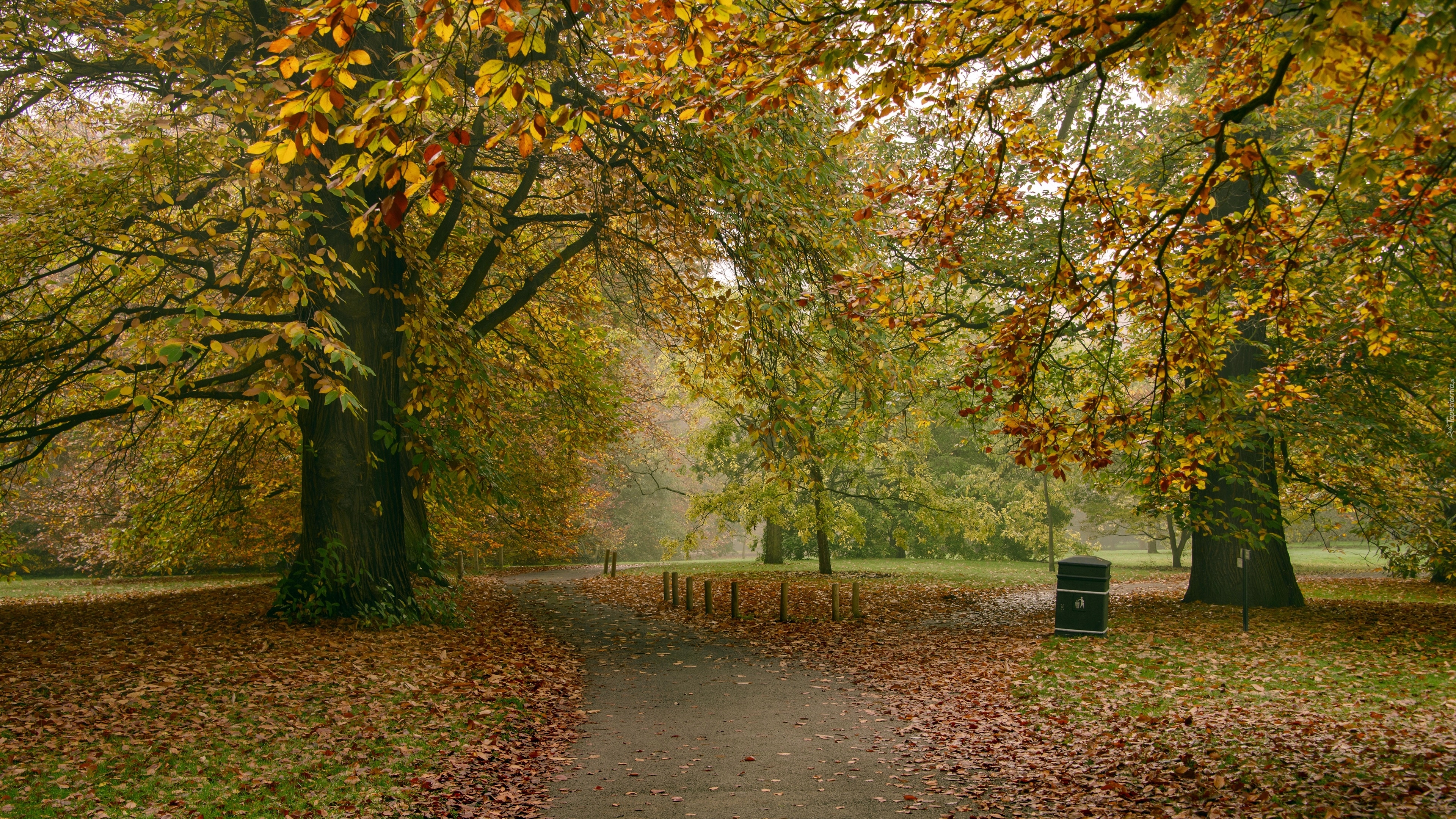 Park, Drzewa, Opadłe, Liście, Alejki, Jesień