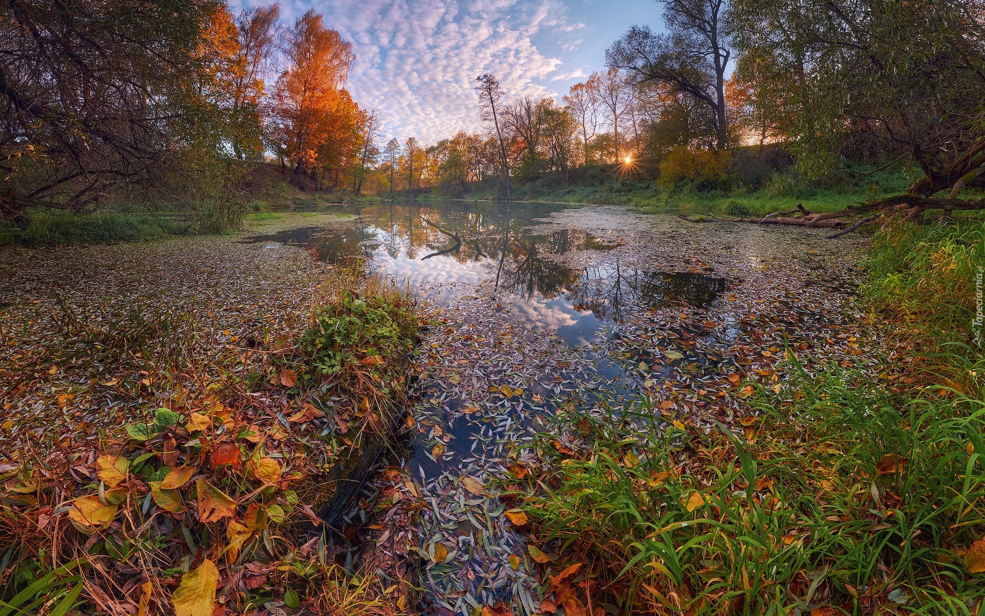 Jesień, Drzewa, Staw, Trawa, Liście