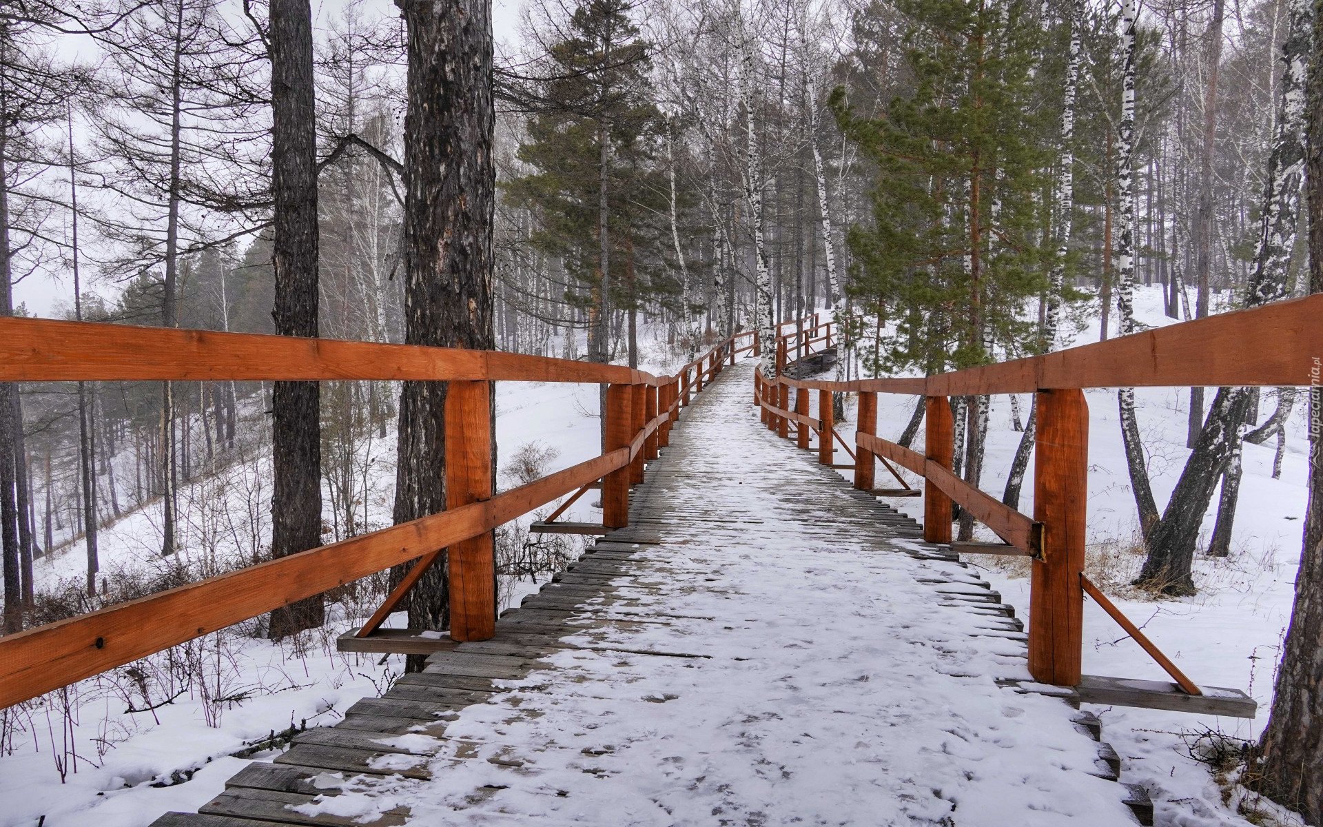 Zima, Las, Drzewa, Śnieg, Pomost, Poręcz