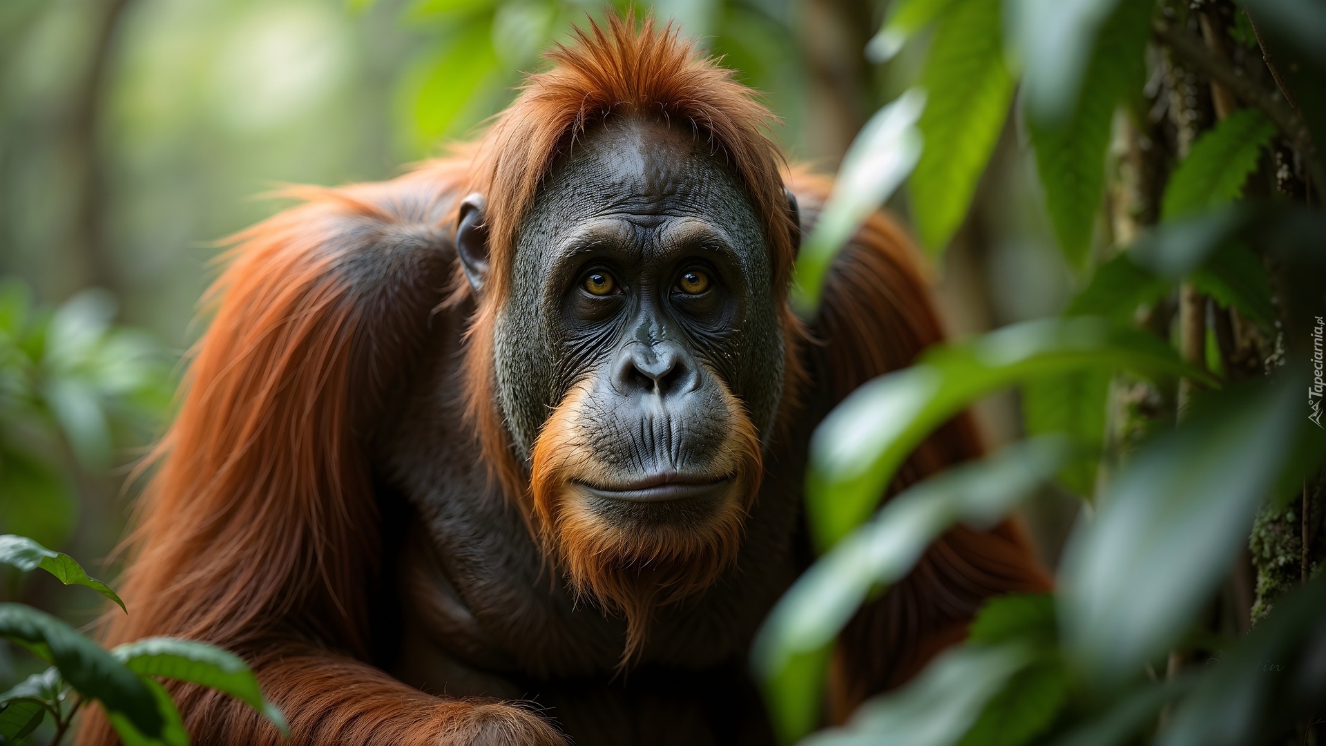 Małpa, Orangutan, AI