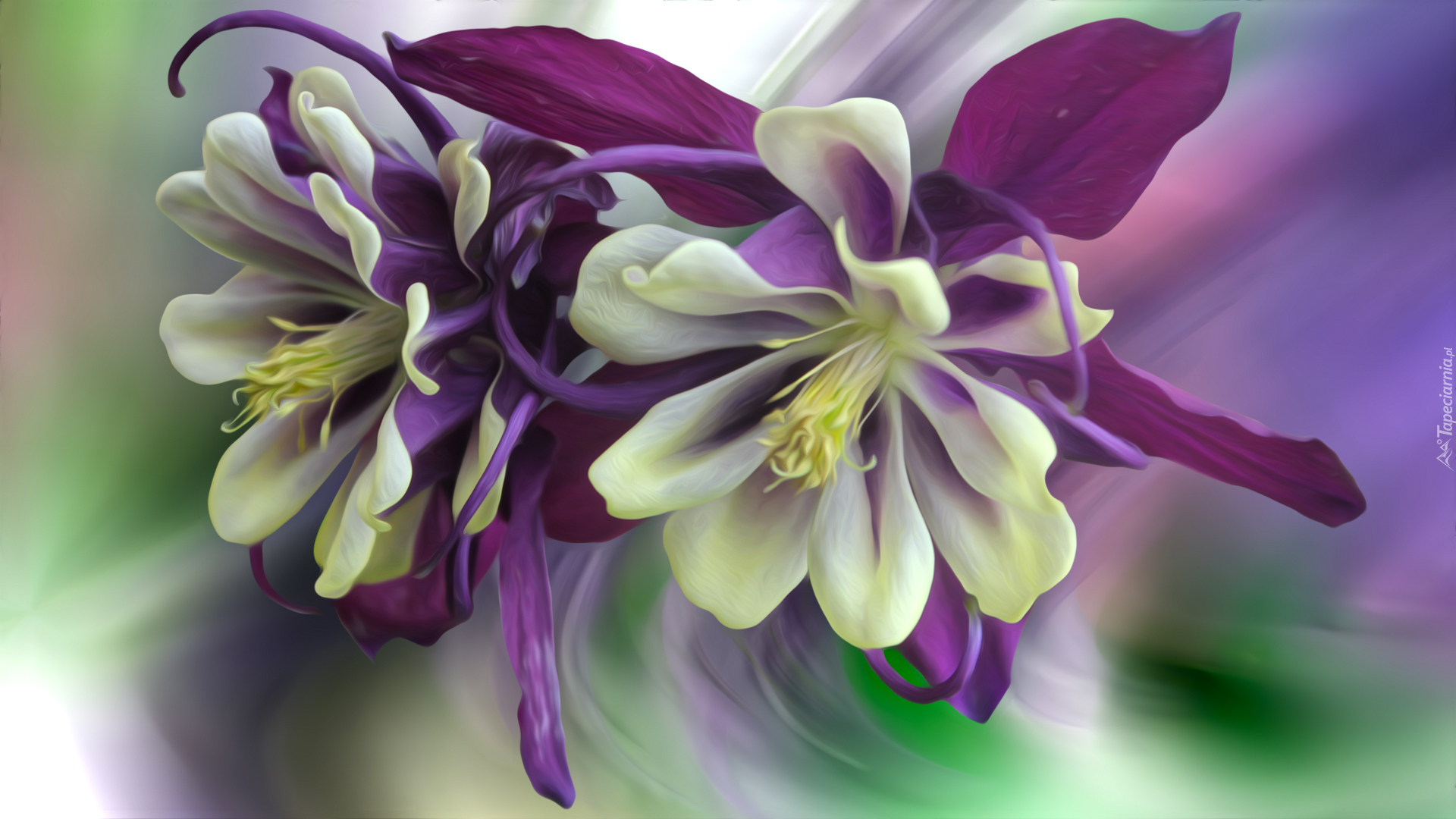 Kwiaty, Orlik, Odmiana William Guiness, Grafika