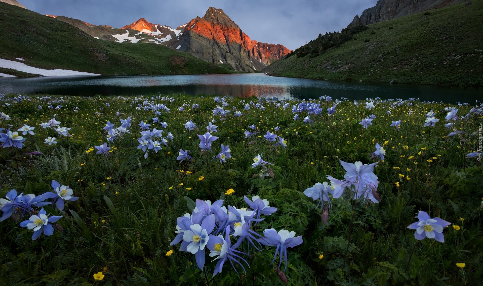 Góry San Juan Mountains, Góra Sneffels, Jezioro Blue Lake, Łąka, Kwiaty, Orlik niebieski, Stan Kolorado, Stany Zjednoczone, Orlik błękitny