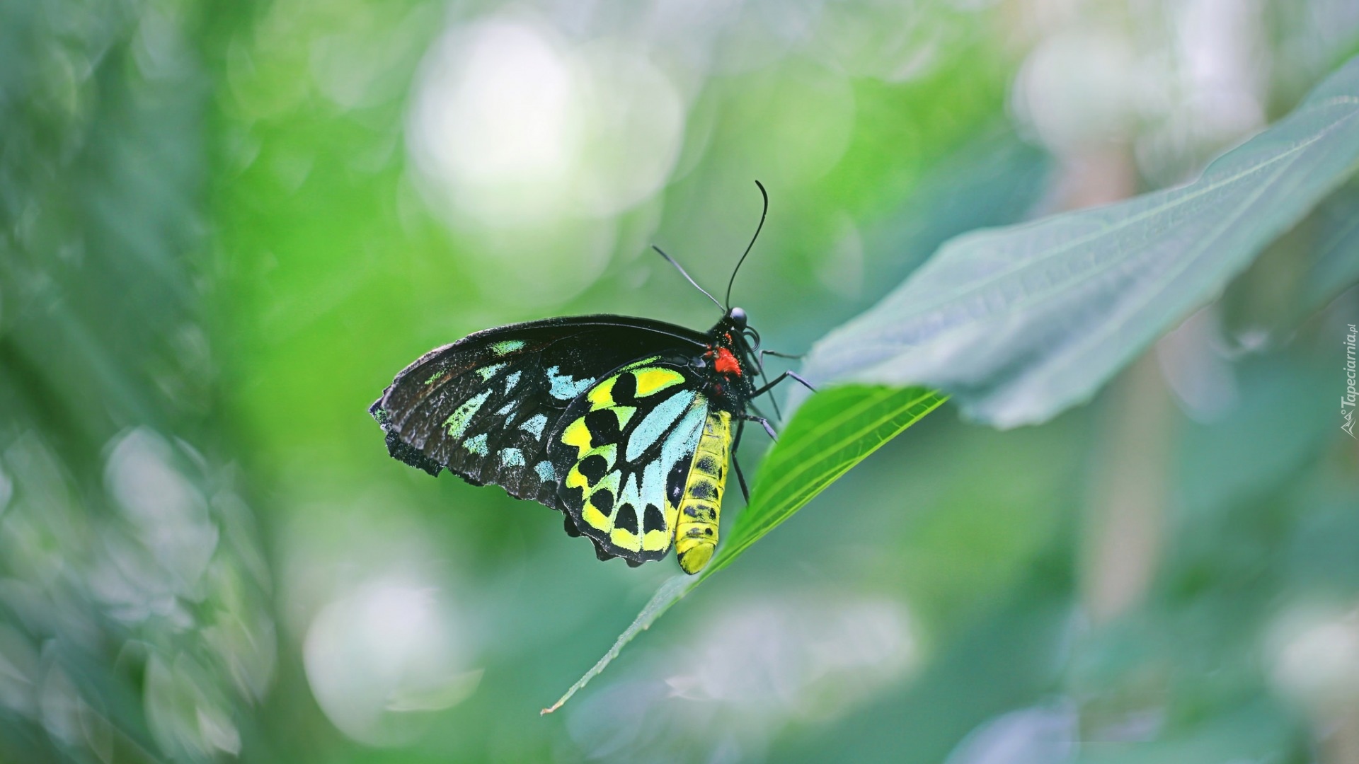 Kolorowy, Motyl, Ornithoptera euphorion, Liść