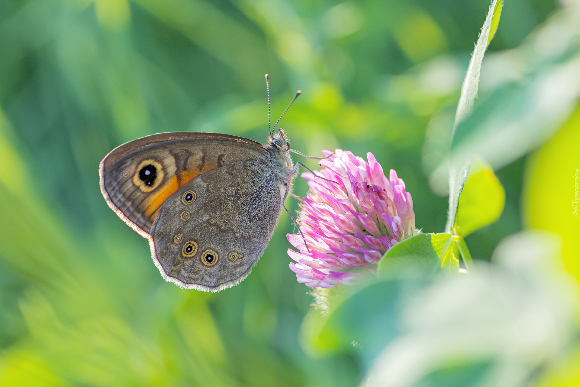 Motyl, Osadnik kostrzewiec, Kwiat, Koniczyna, Listki