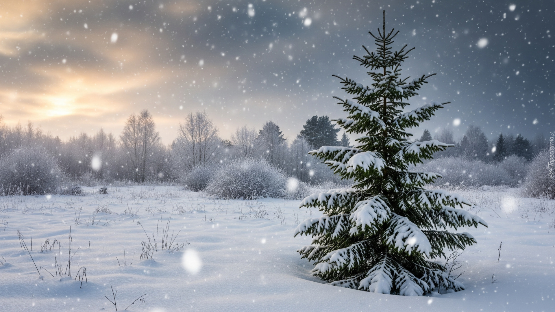 Padający, Śnieg, Zima, Ośnieżone, Drzewa