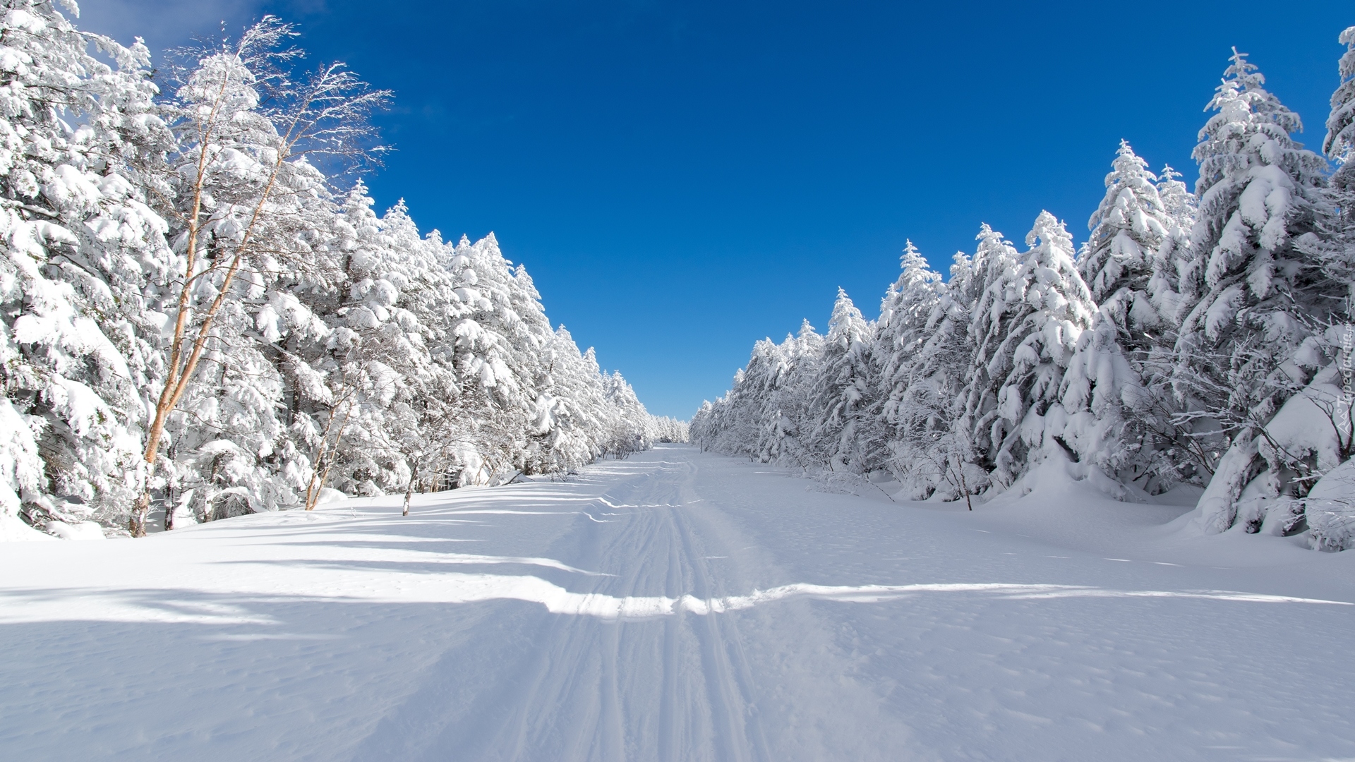 Japonia, Chino, Przełęcz Mugikusa Pass, National road 299, Zima, Las, Świerki, Droga