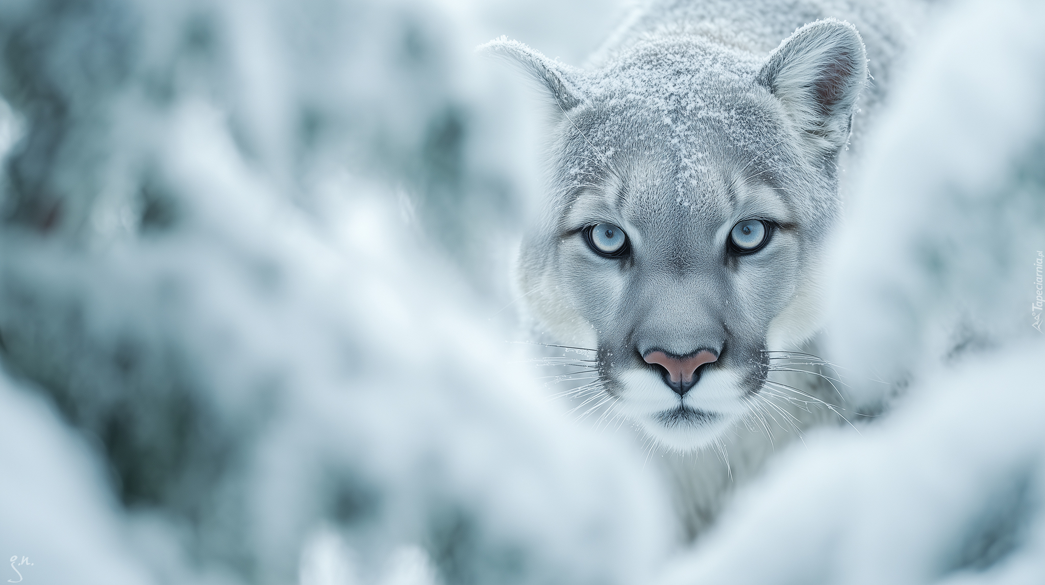 Puma, Niebieskie, Oczy, Głowa, Zima, Grafika AI