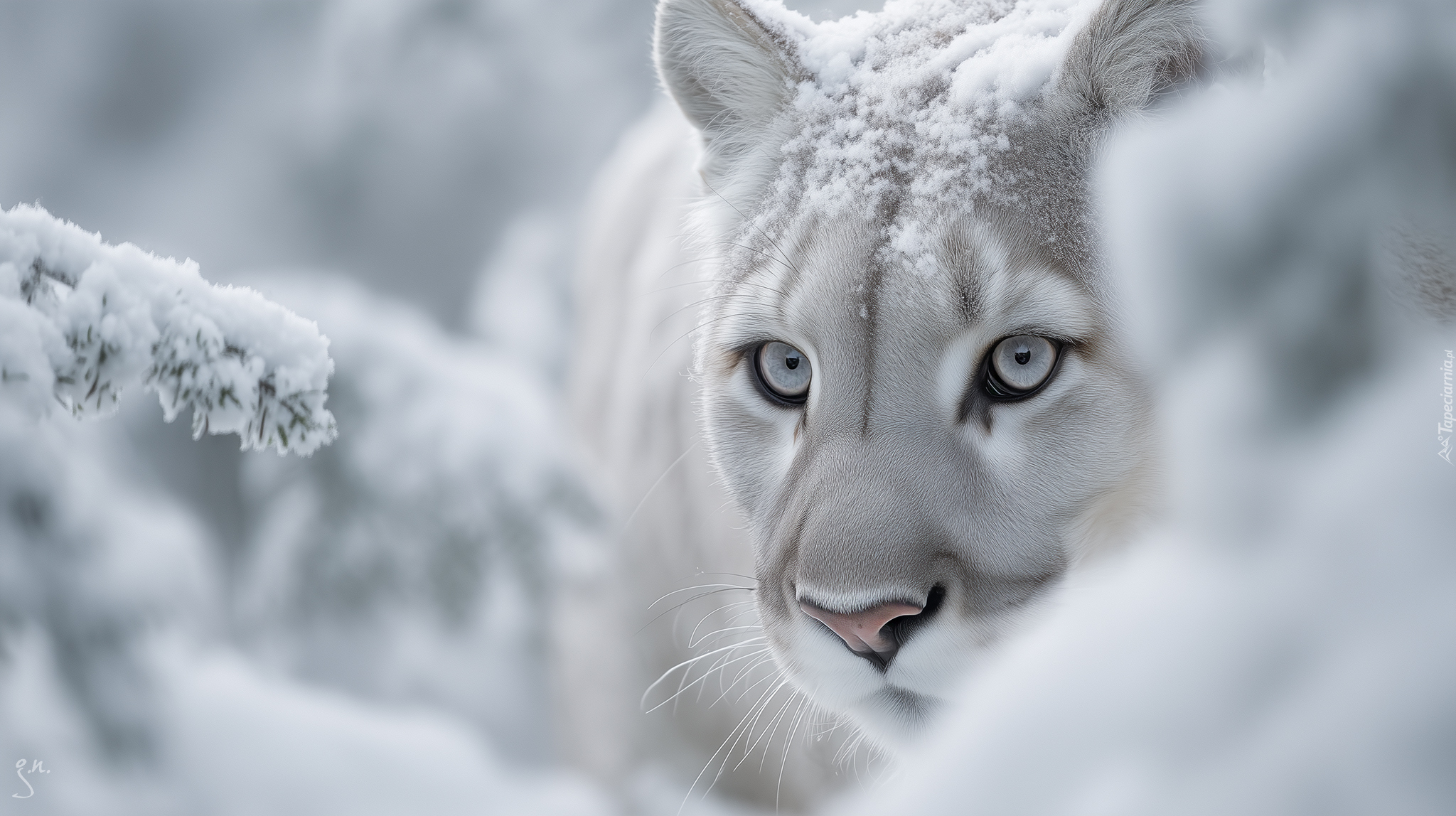 Puma, Głowa, Śnieg, Grafika AI