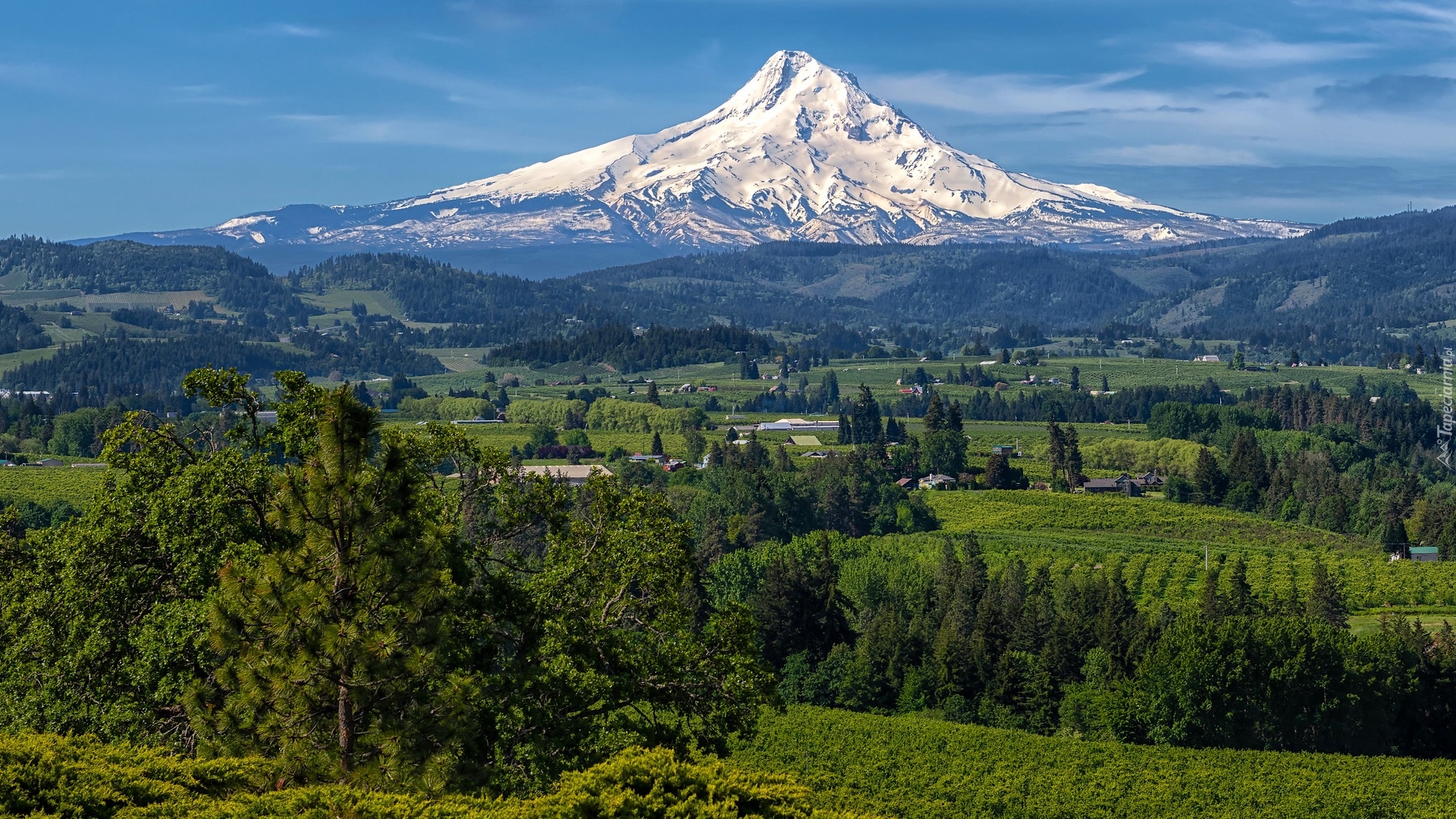 Góra, Mount Hood, Domy, Drzewa, Miejscowość Hood River, Stan Oregon, Stany Zjednoczone