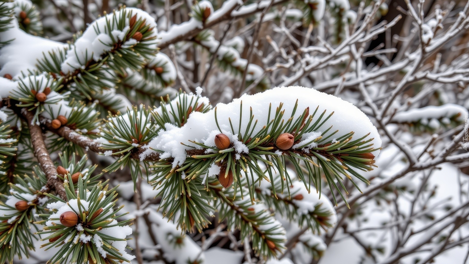 Zima, Ośnieżona, Gałązka, Iglak