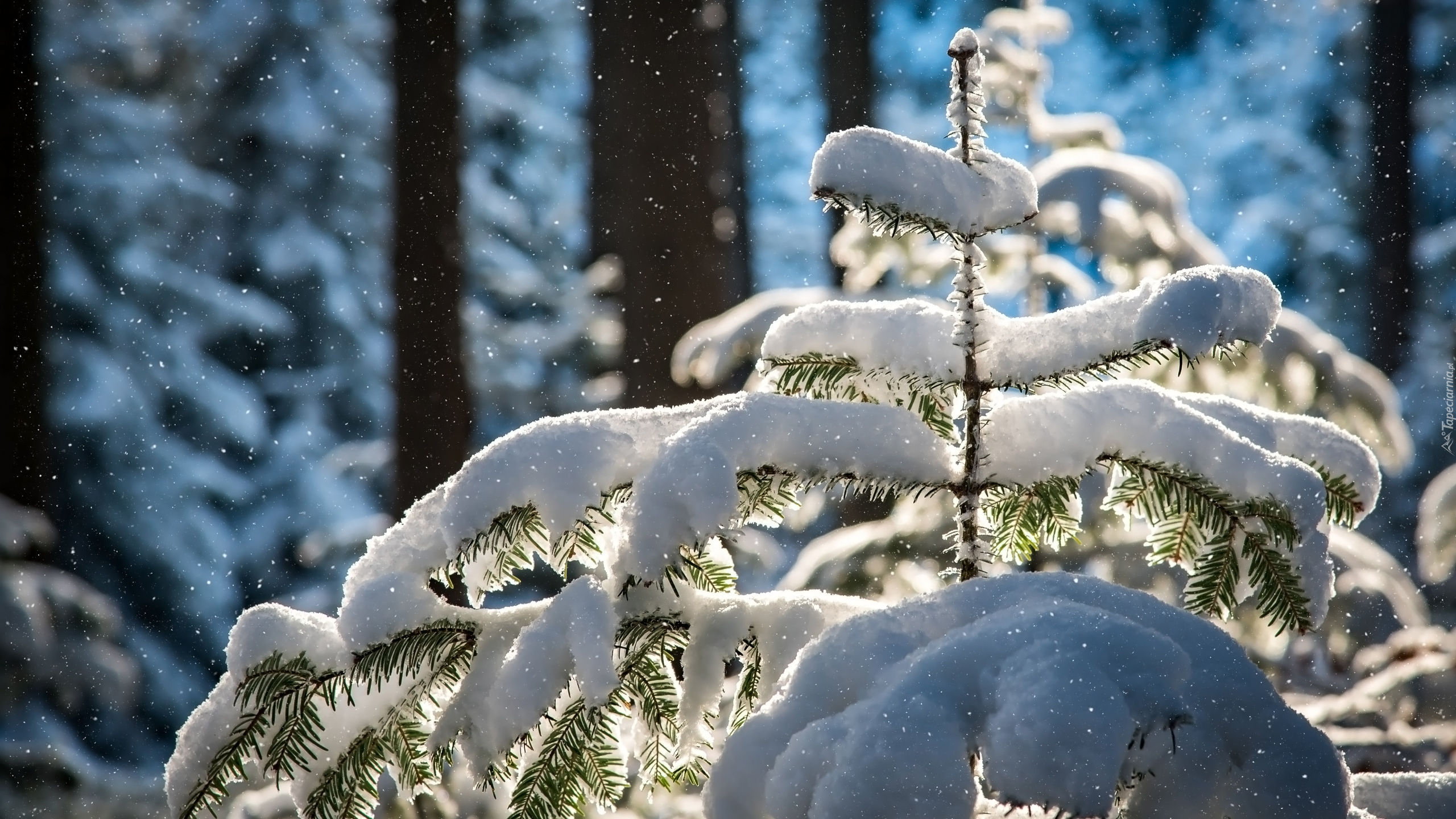 Zima, Śnieg, Drzewa, Ośnieżona, Jodła