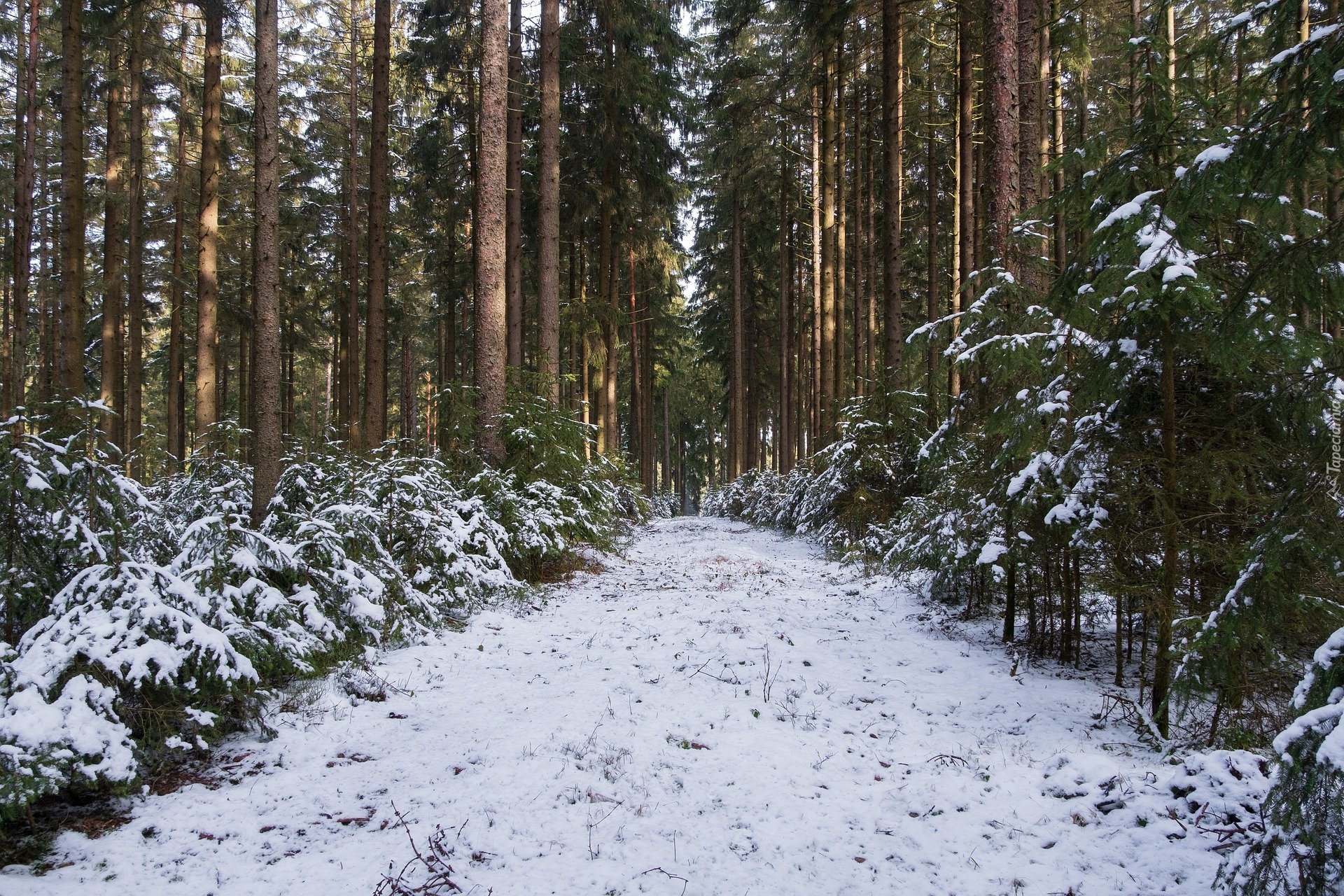 Zima, Las, Ścieżka, Śnieg, Drzewa iglaste