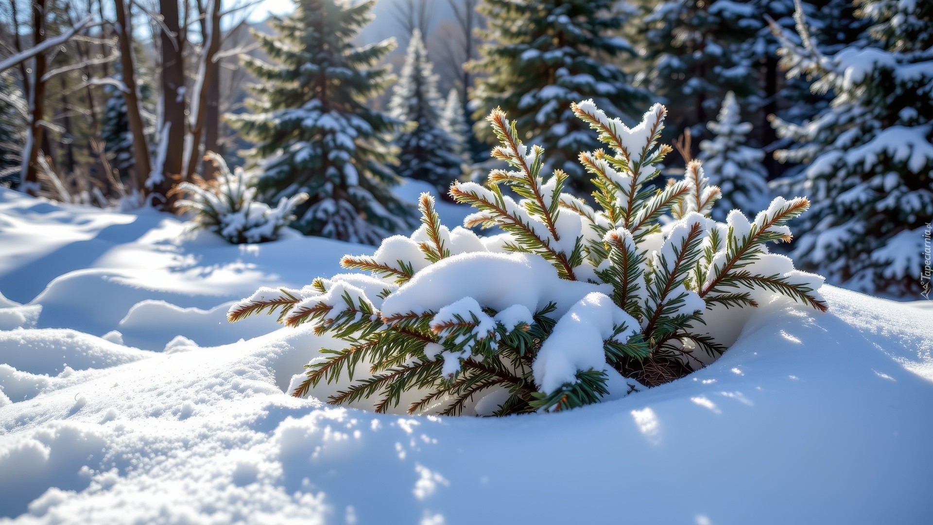 Zima, Las, Śnieg, Ośnieżone, Gałązki, Iglaki, Drzewa