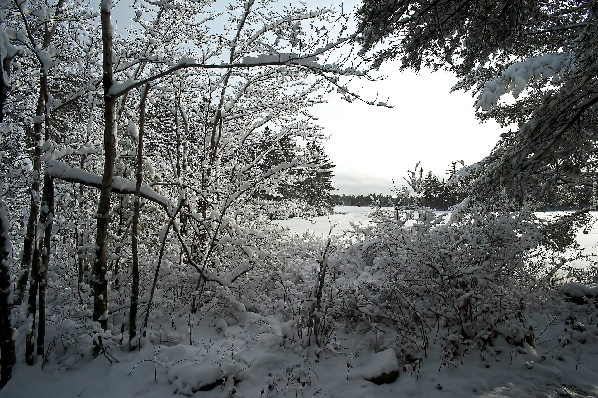 Zima, Drzewa, Krzewy, Śnieg, Jezioro