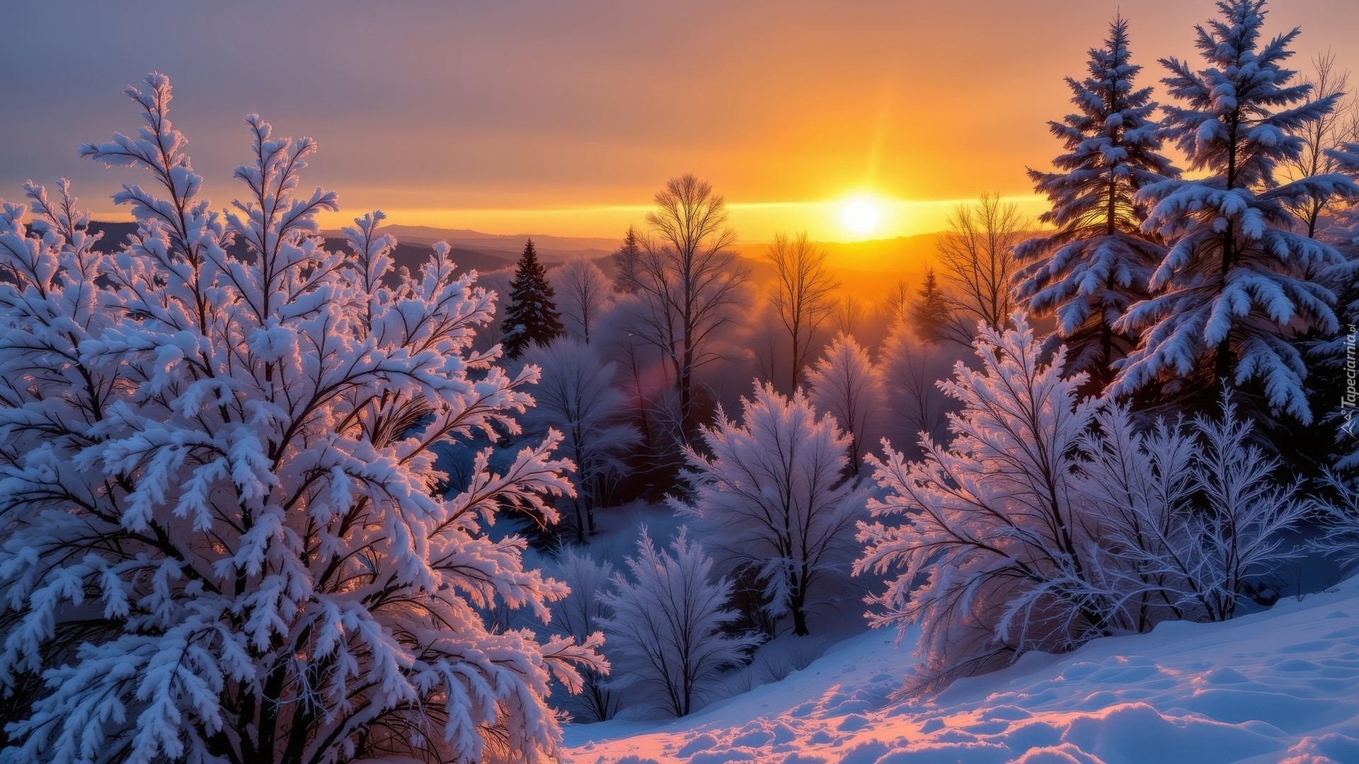 Zima, Zachód słońca, Śnieg, Ośnieżone, Drzewa