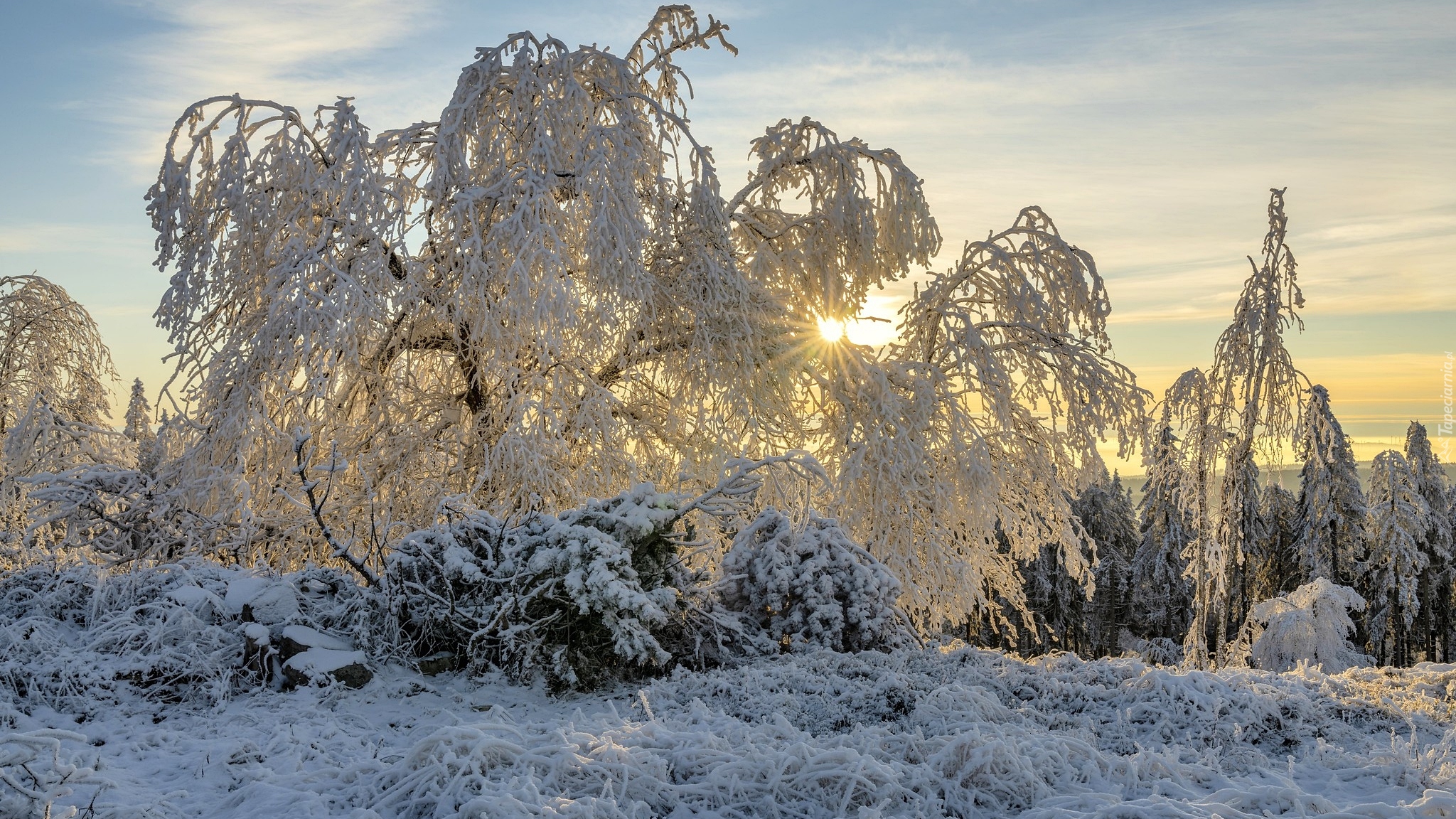 Zima, Las, Drzewa, Krzewy, Wschód słońca