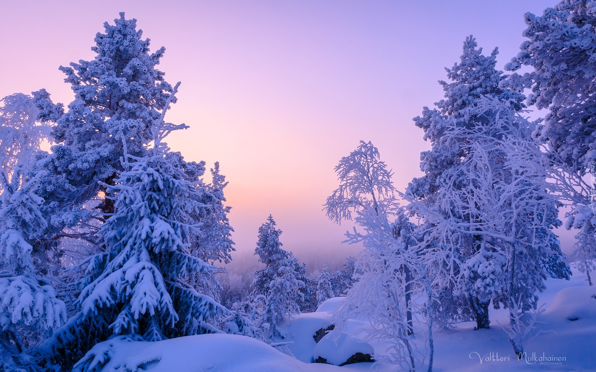 Zima, Drzewa, Krzewy, Gałęzie, Ośnieżone, Zaspy