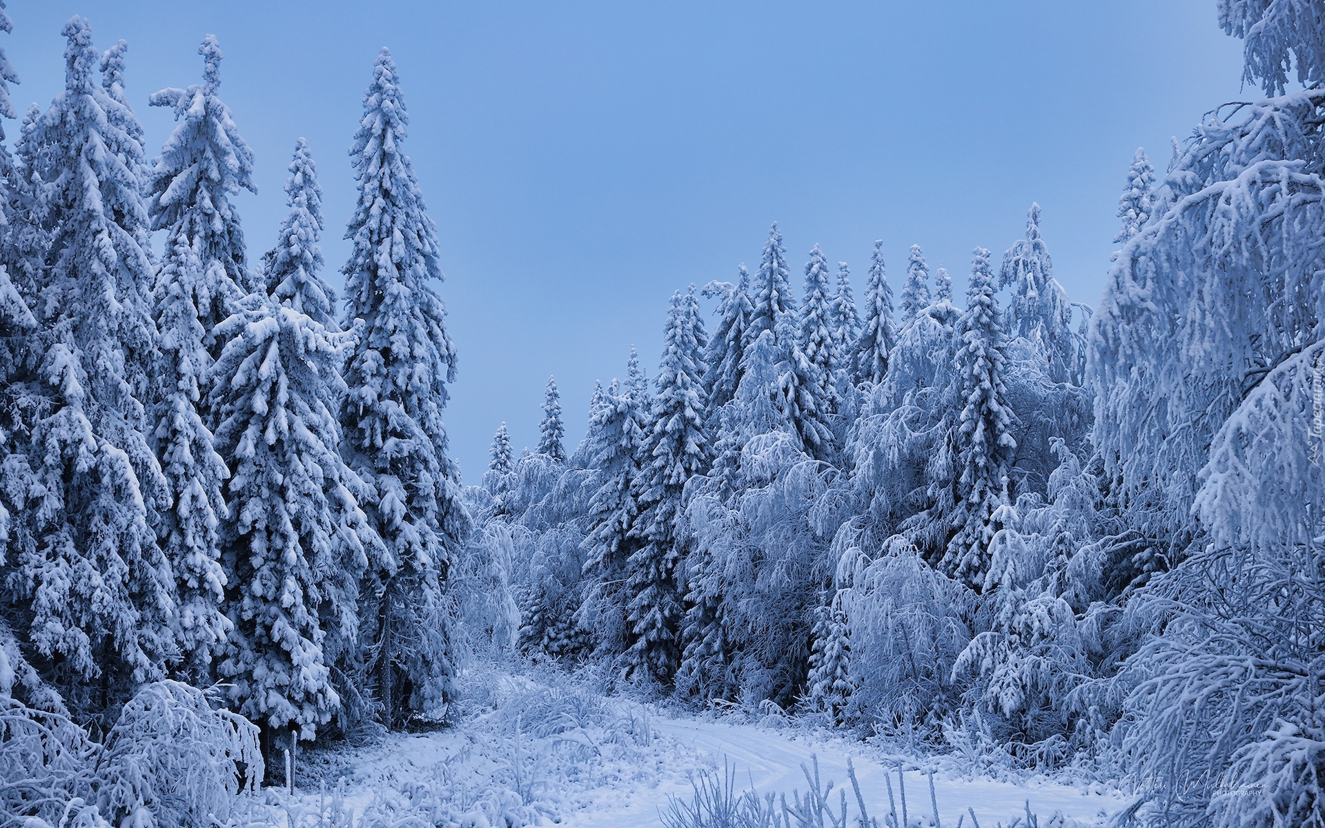 Zima, Śnieg, Ośnieżone, Drzewa iglaste, Las