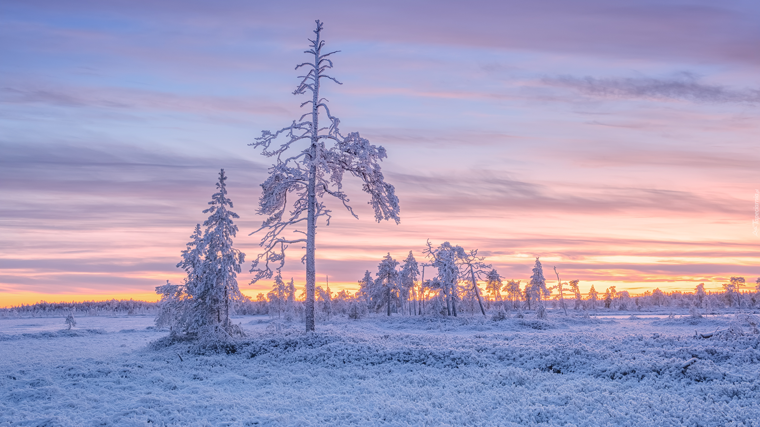 Ośnieżone, Drzewa, Niebo, Zachód słońca, Zima