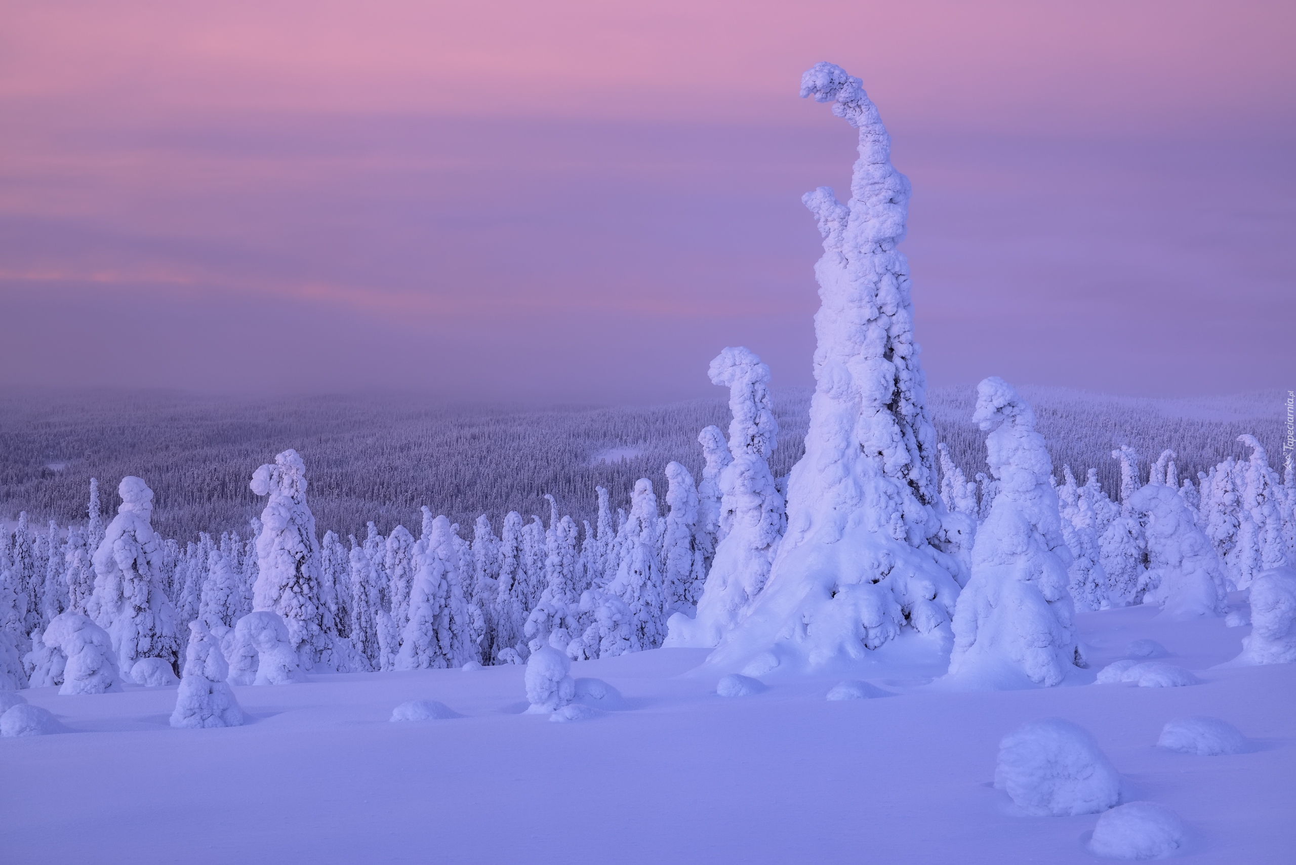 Zima, Śnieg, Drzewa, Rośliny, Finlandia
