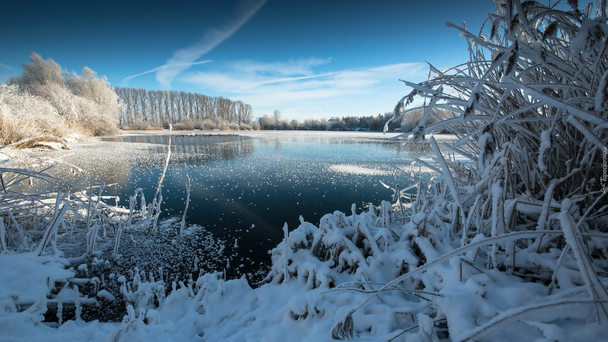 Jezioro, Drzewa, Trawy, Zima