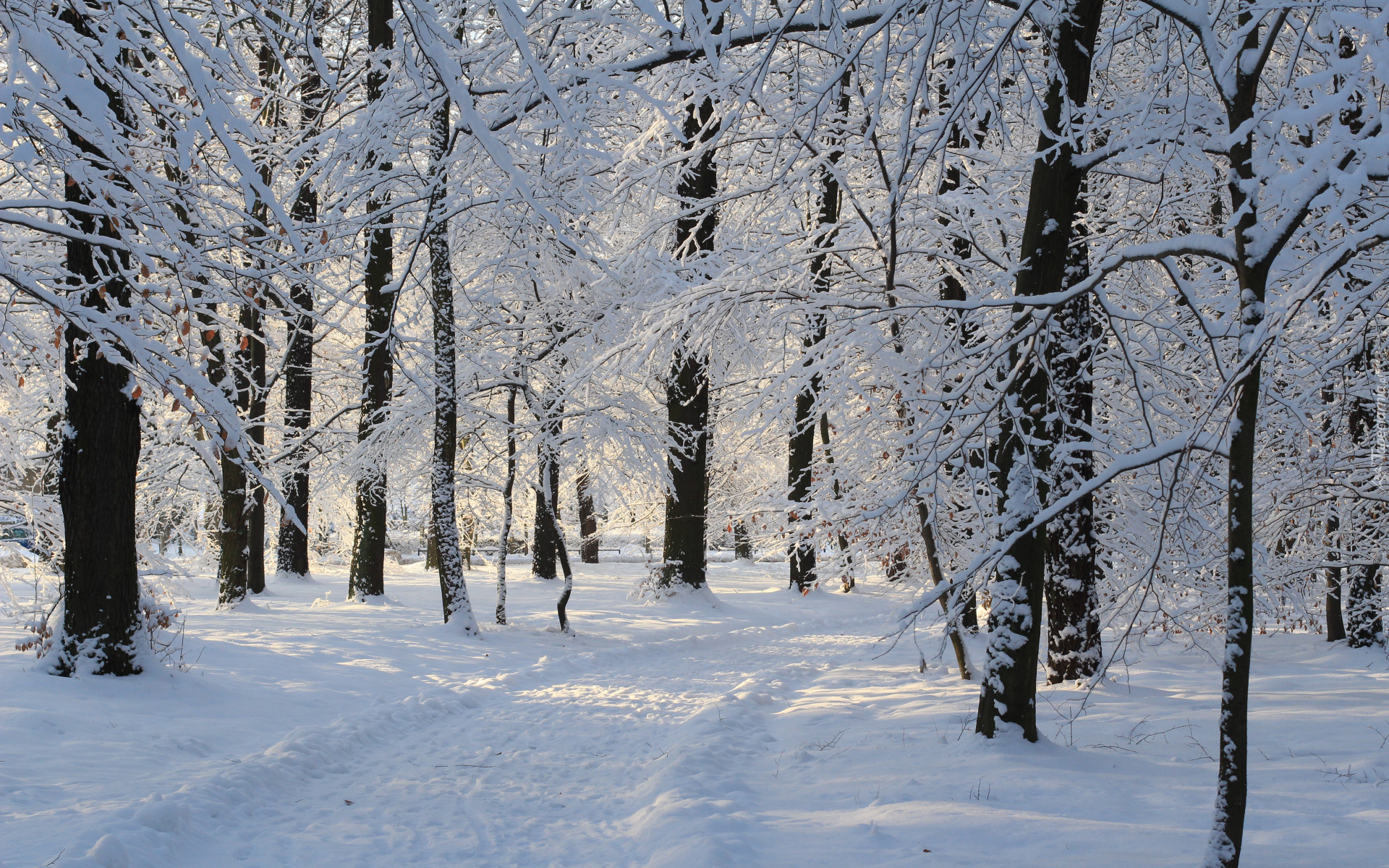Zima, Śnieg, Park, Drzewa, Ścieżka