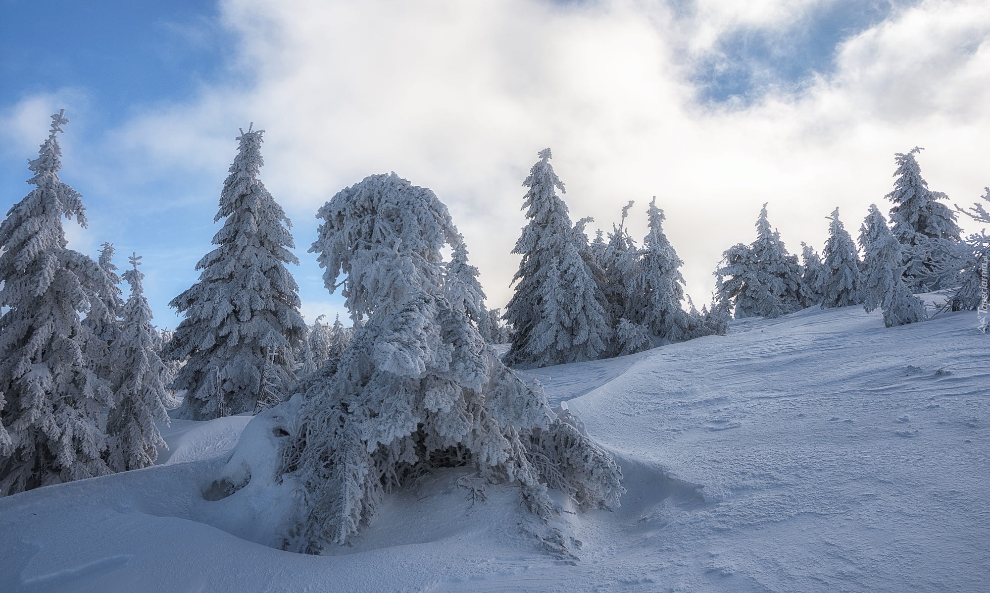 Zima, Pole, Drzewa, Śnieg, Zaspy, Chmury