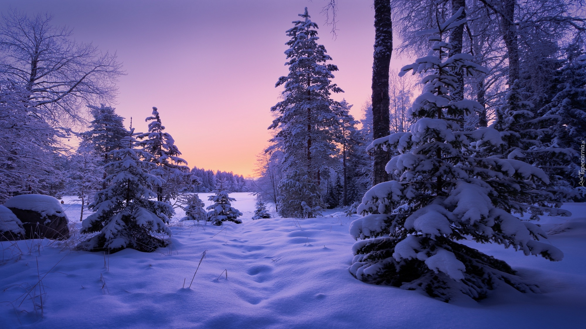 Zima, Drzewa, Pole, Zaspy, Śnieg, Las