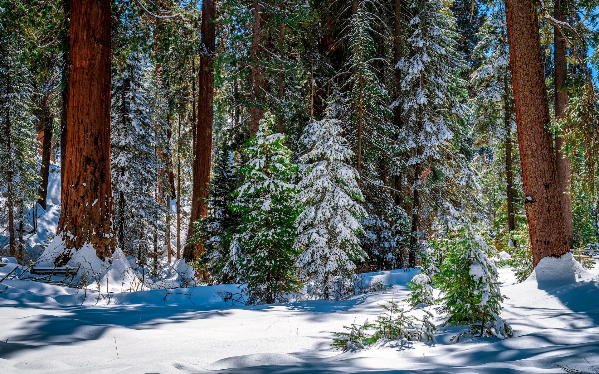 Stany Zjednoczone, Kalifornia, General Grant Grove, Park Narodowy King Canyon, Drzewa, Sekwoje, Zima, Śnieg