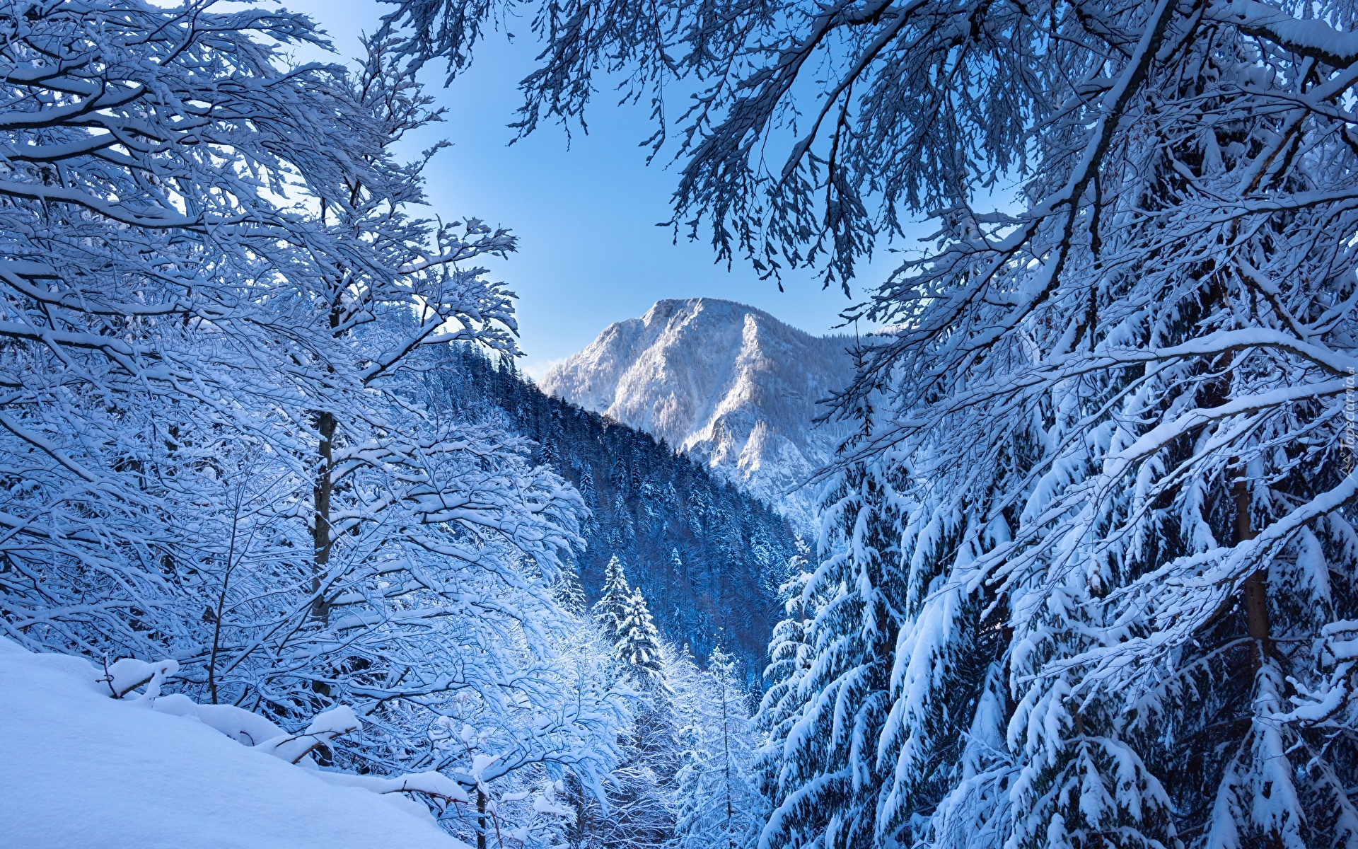 Zima, Ośnieżone, Drzewa, Góry, Alpy, Austria