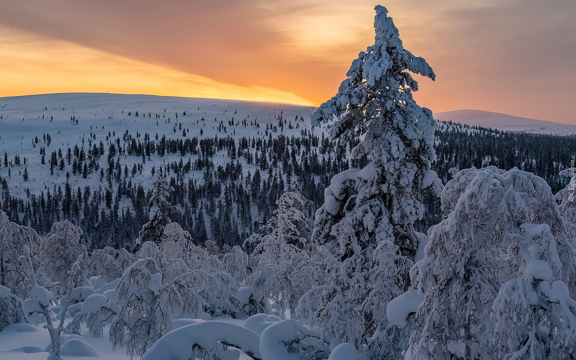 Zima, Ośnieżone, Krzewy, Drzewa