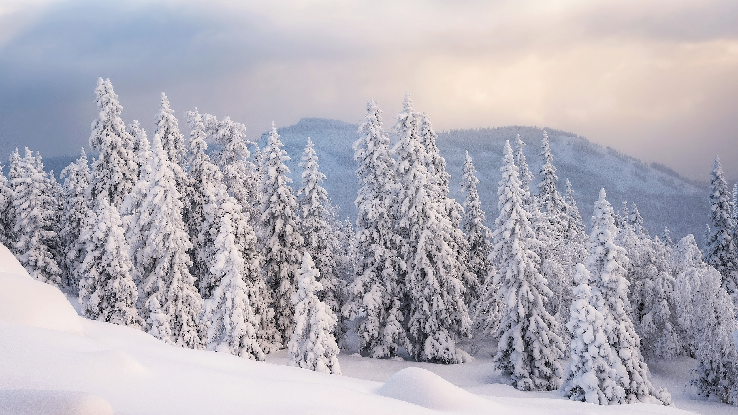 Zima, Ośnieżone, Drzewa, Śnieg, Góry