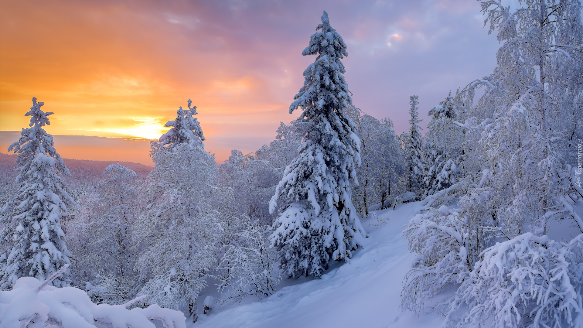 Zima, Ośnieżone, Drzewa, Wschód słońca, Śnieg, Zaspy